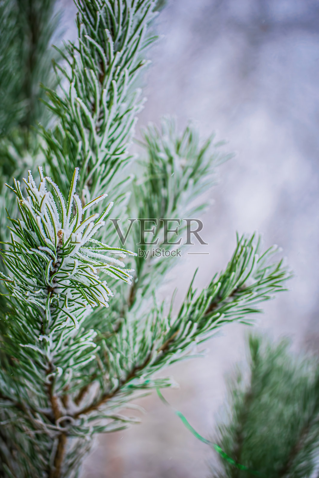 雪中的冷杉枝照片摄影图片