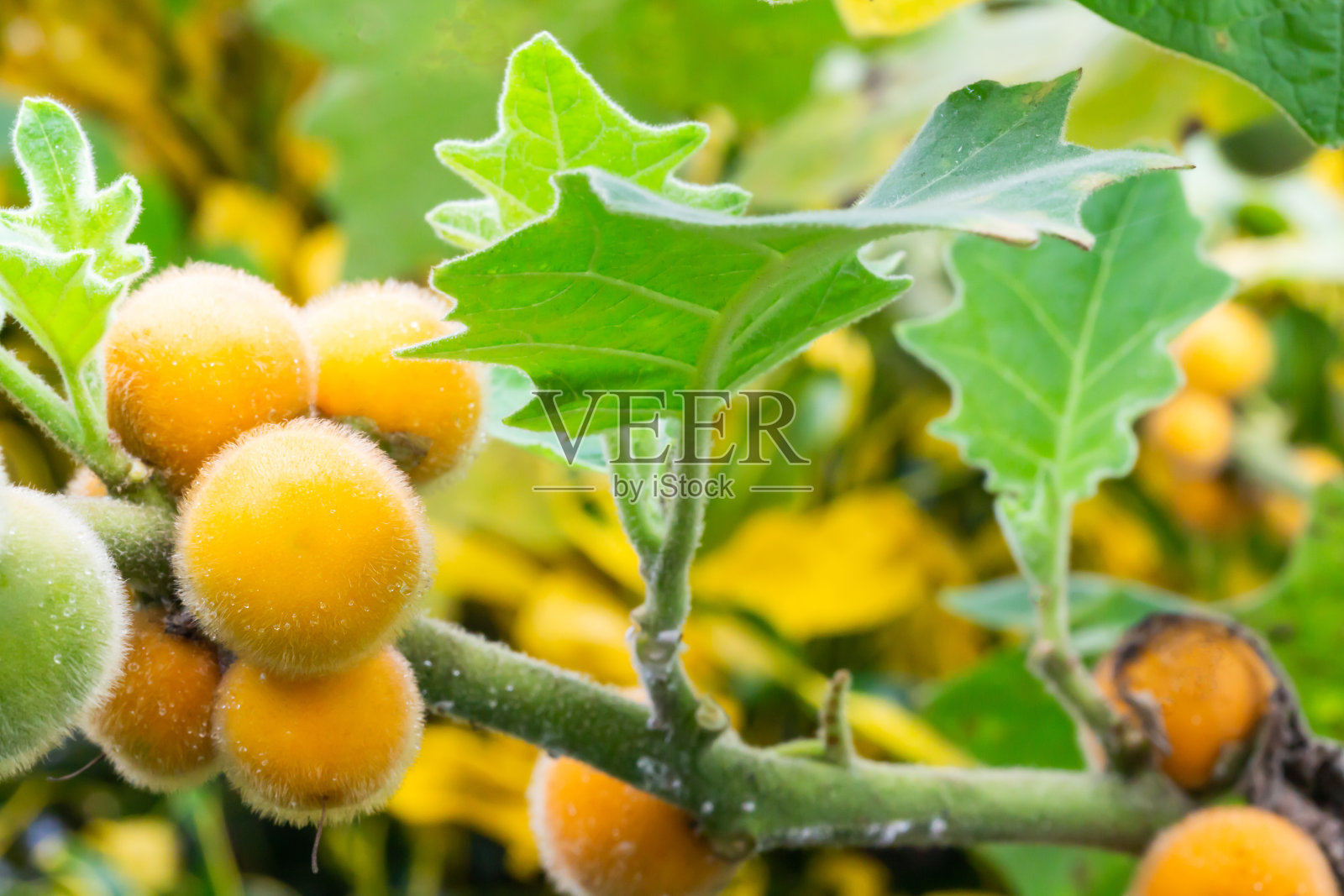 黄色多毛的茄子特写照片摄影图片