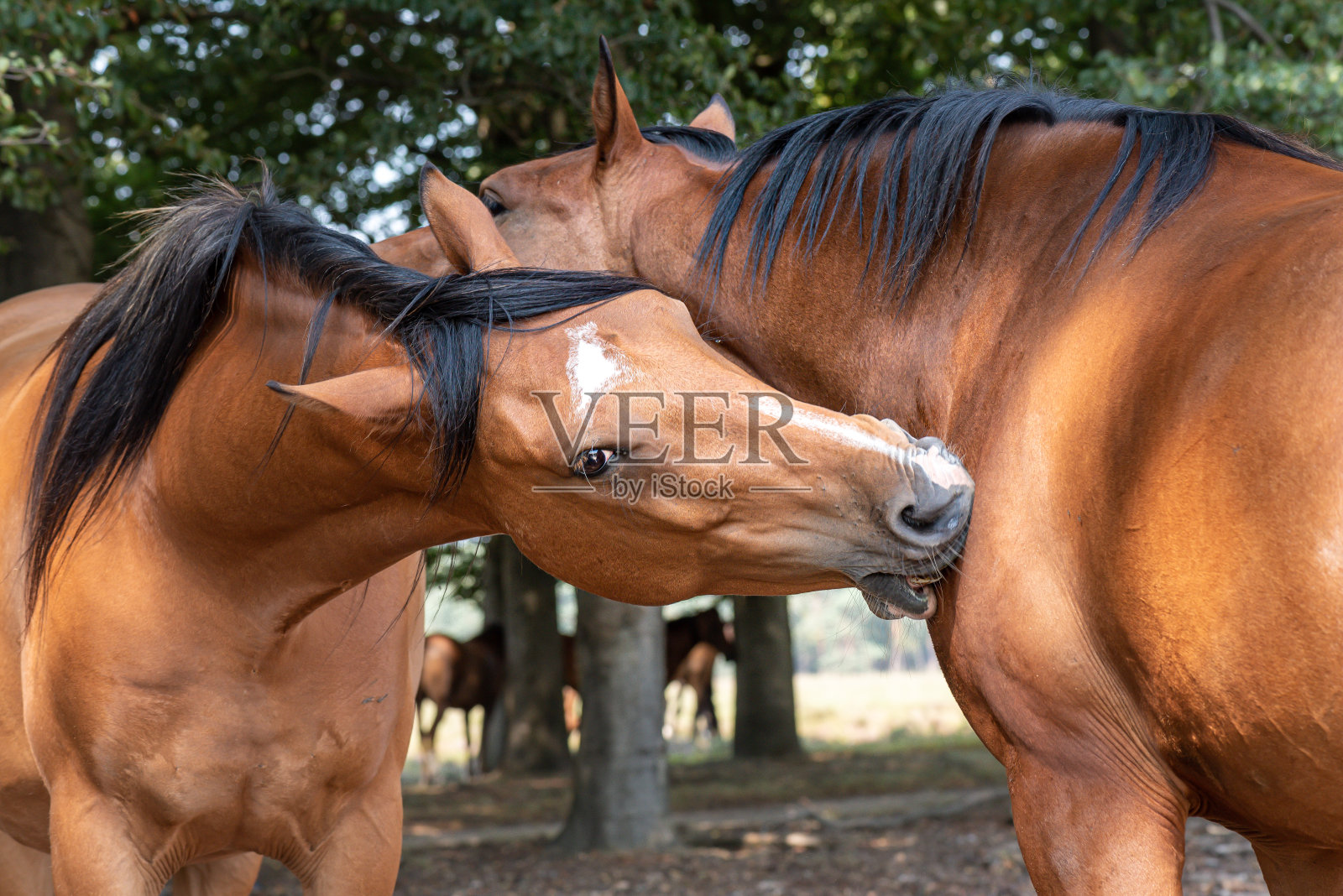 爱情是野马,树林里的马照片摄影图片