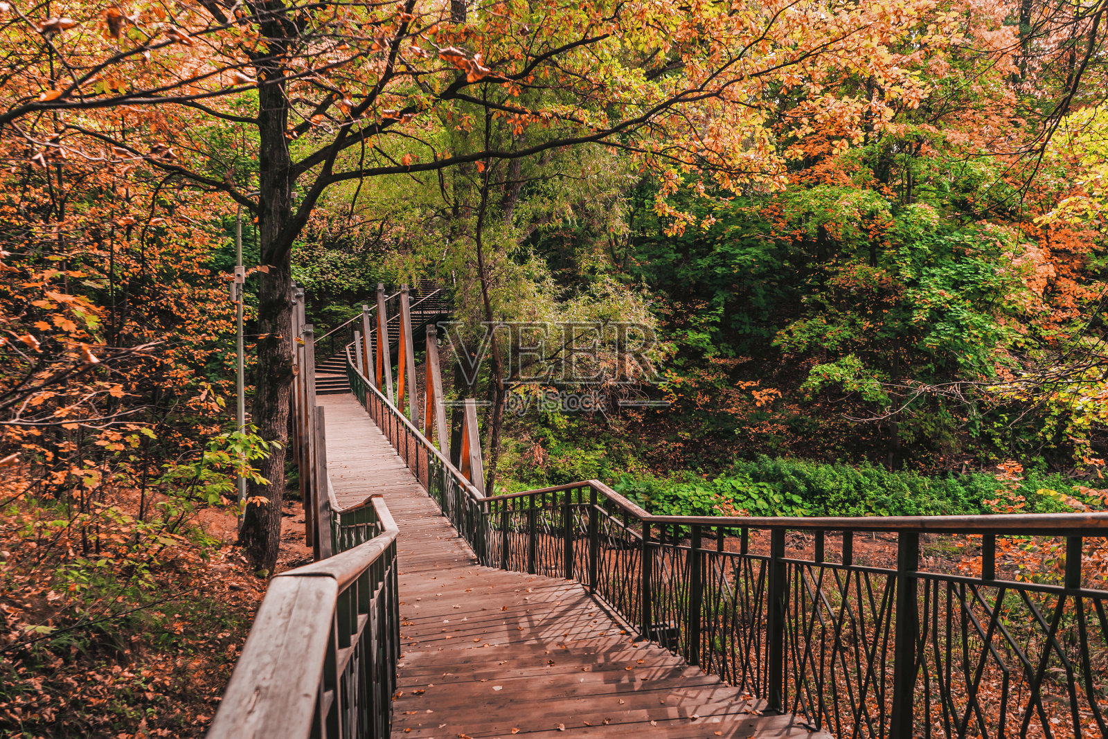 公园秋树间的人行天桥照片摄影图片