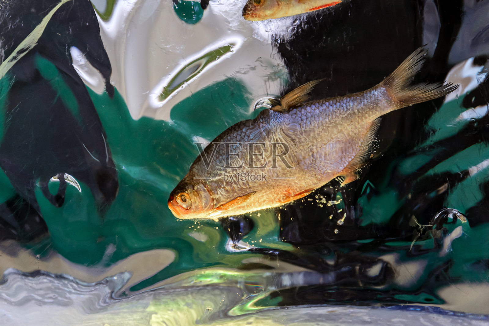 在绿色背景的特写中,冻在冰中的鱼。照片摄影图片