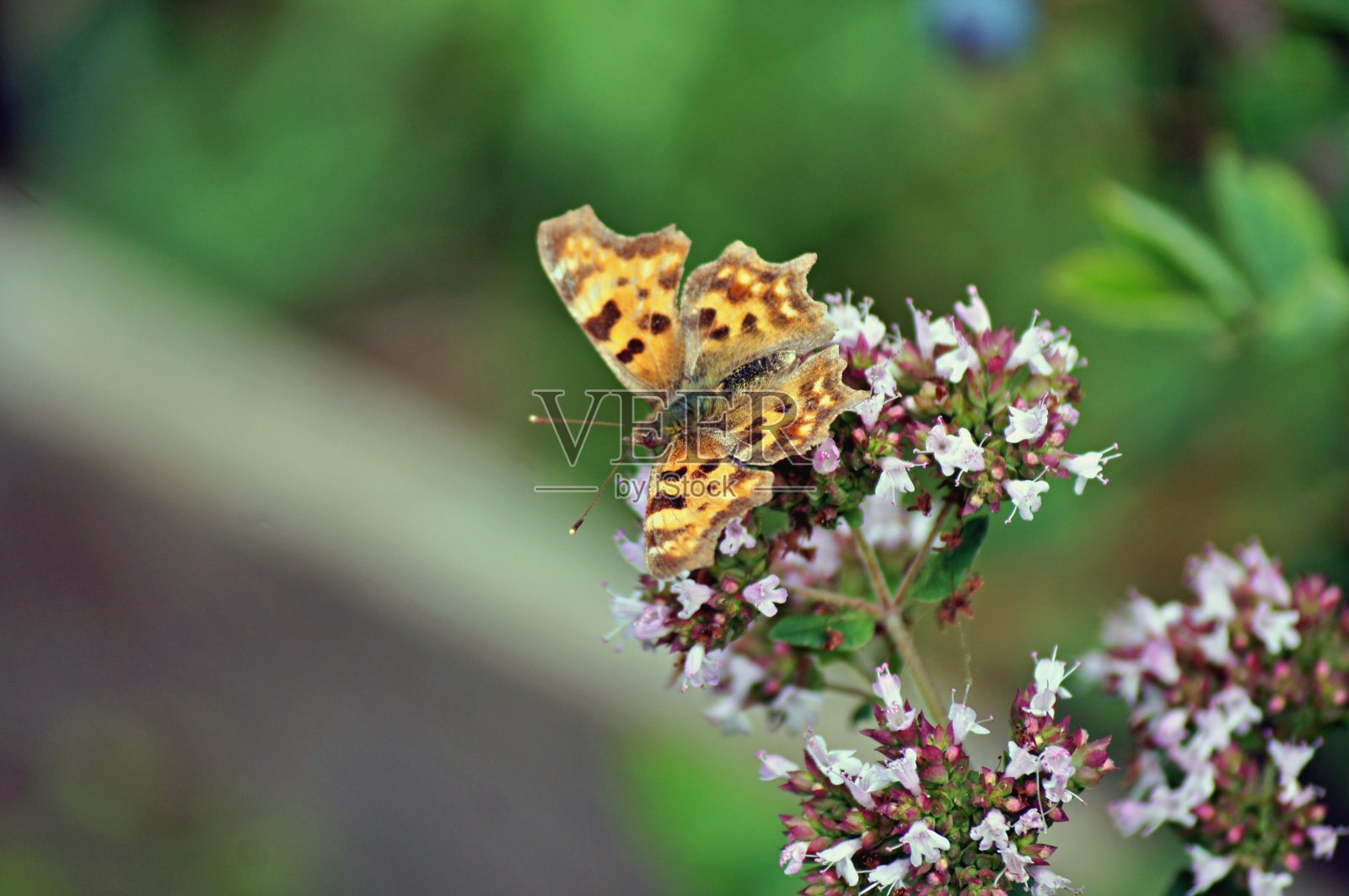 小龟甲照片摄影图片