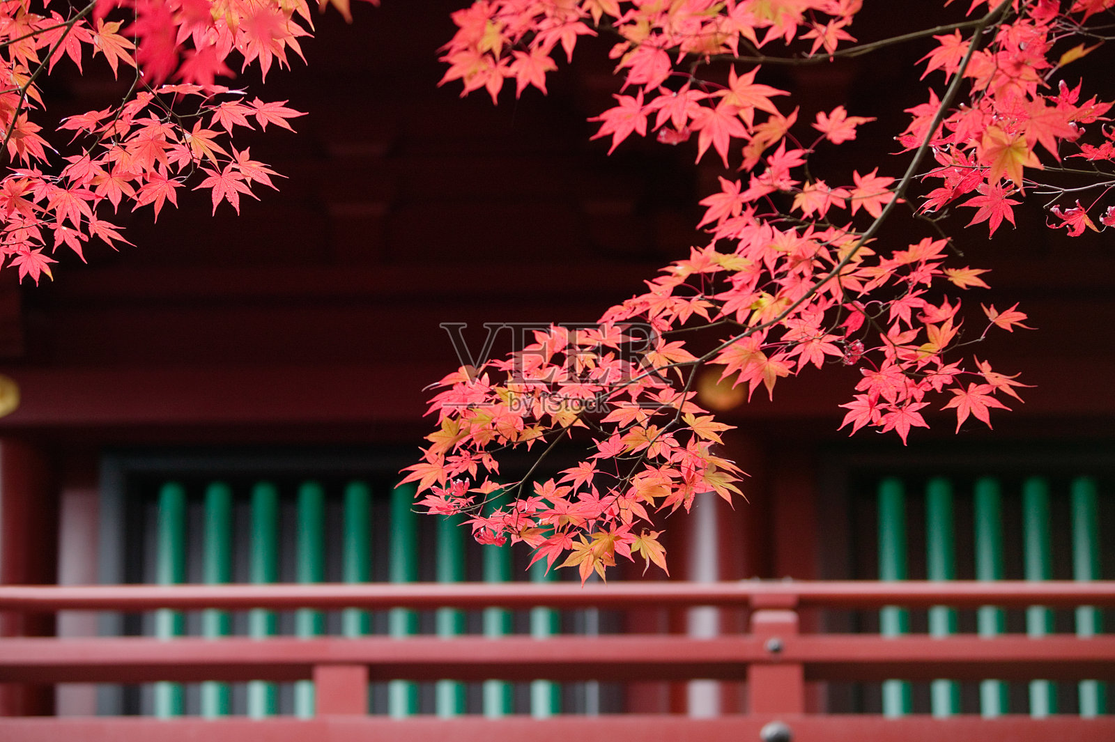 日本的枫树照片摄影图片