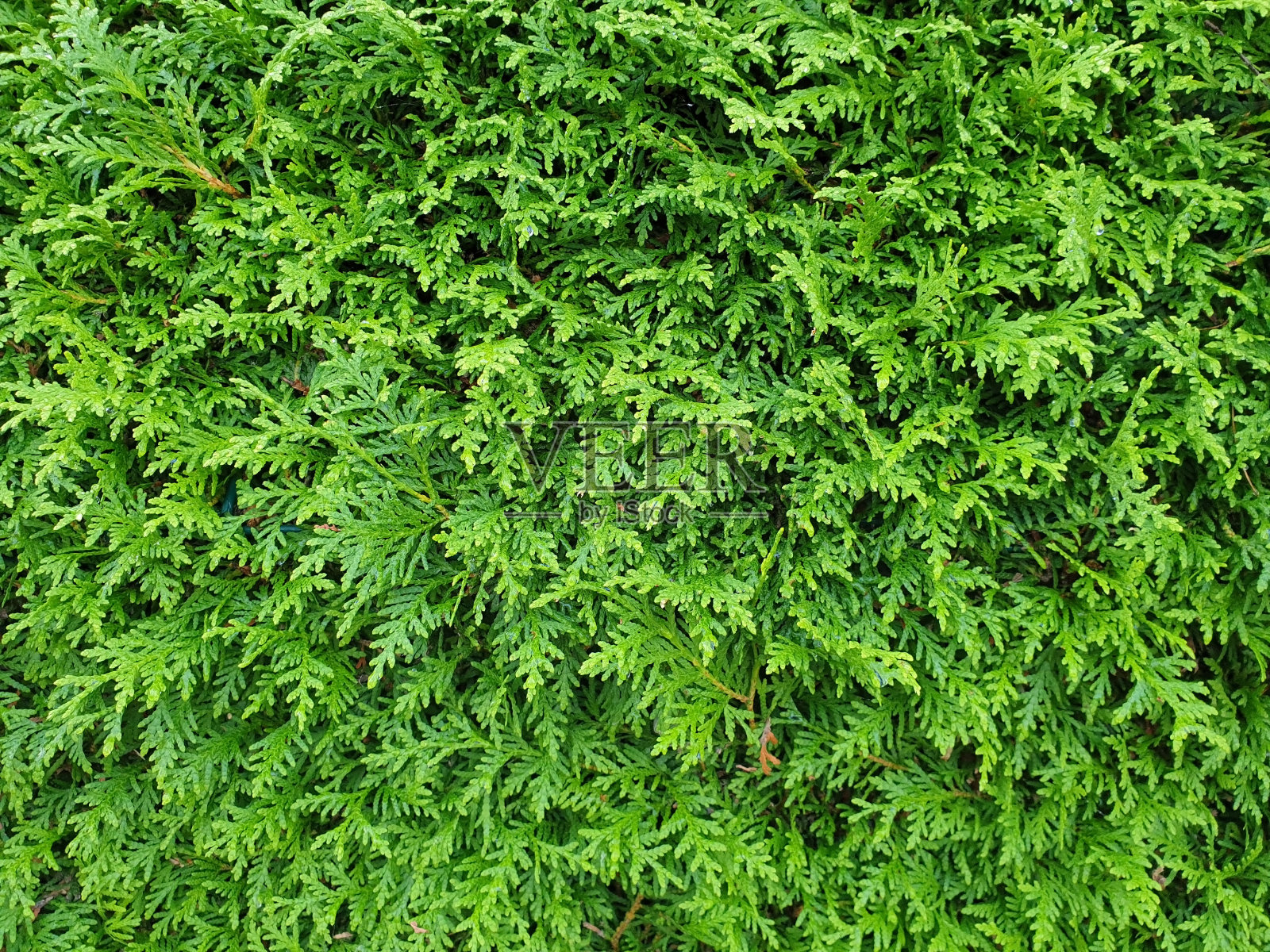 绿树成荫,生活树木作为视觉保护照片摄影图片