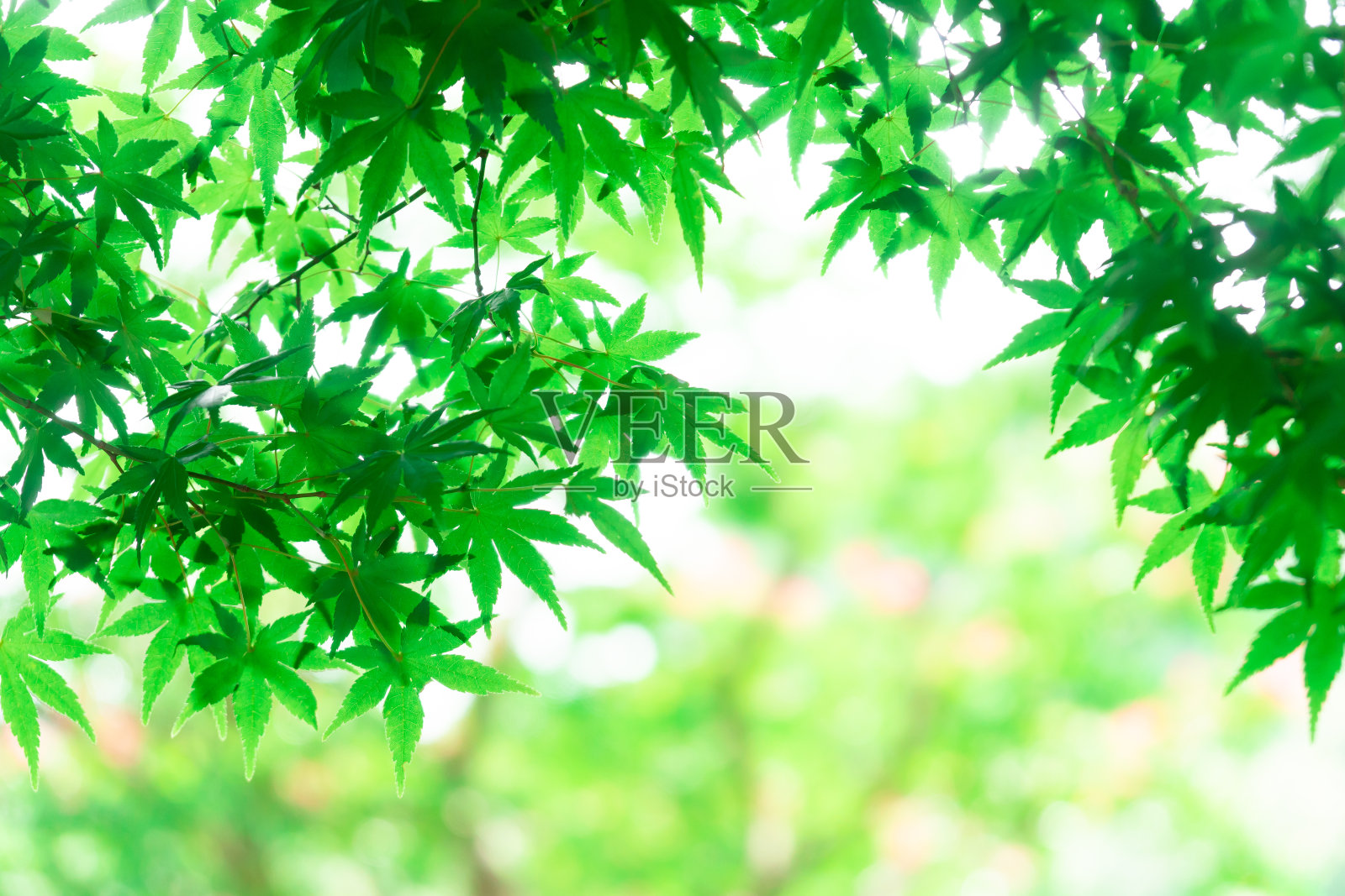 日本枫树的绿叶照片摄影图片