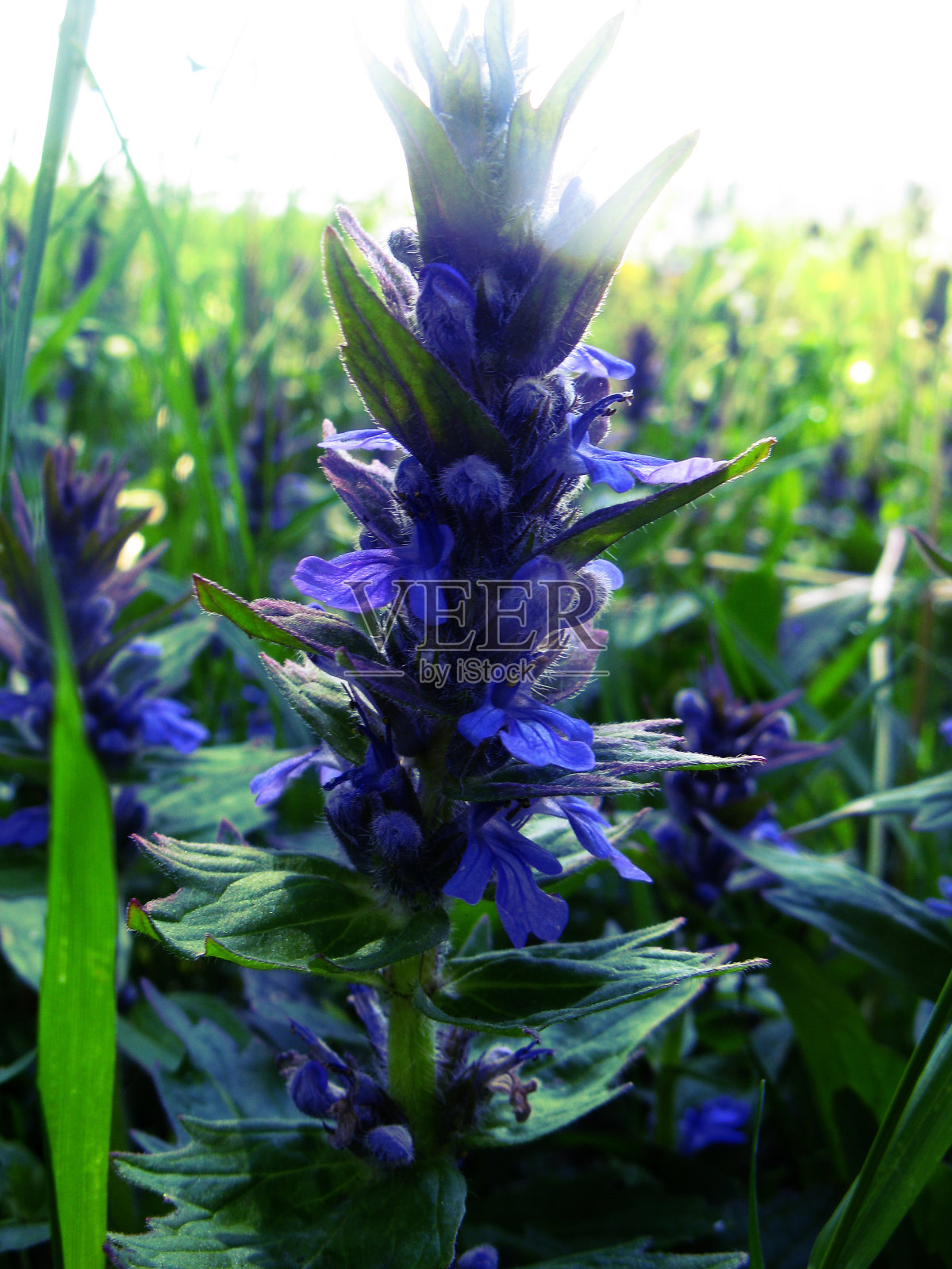 野花照片摄影图片