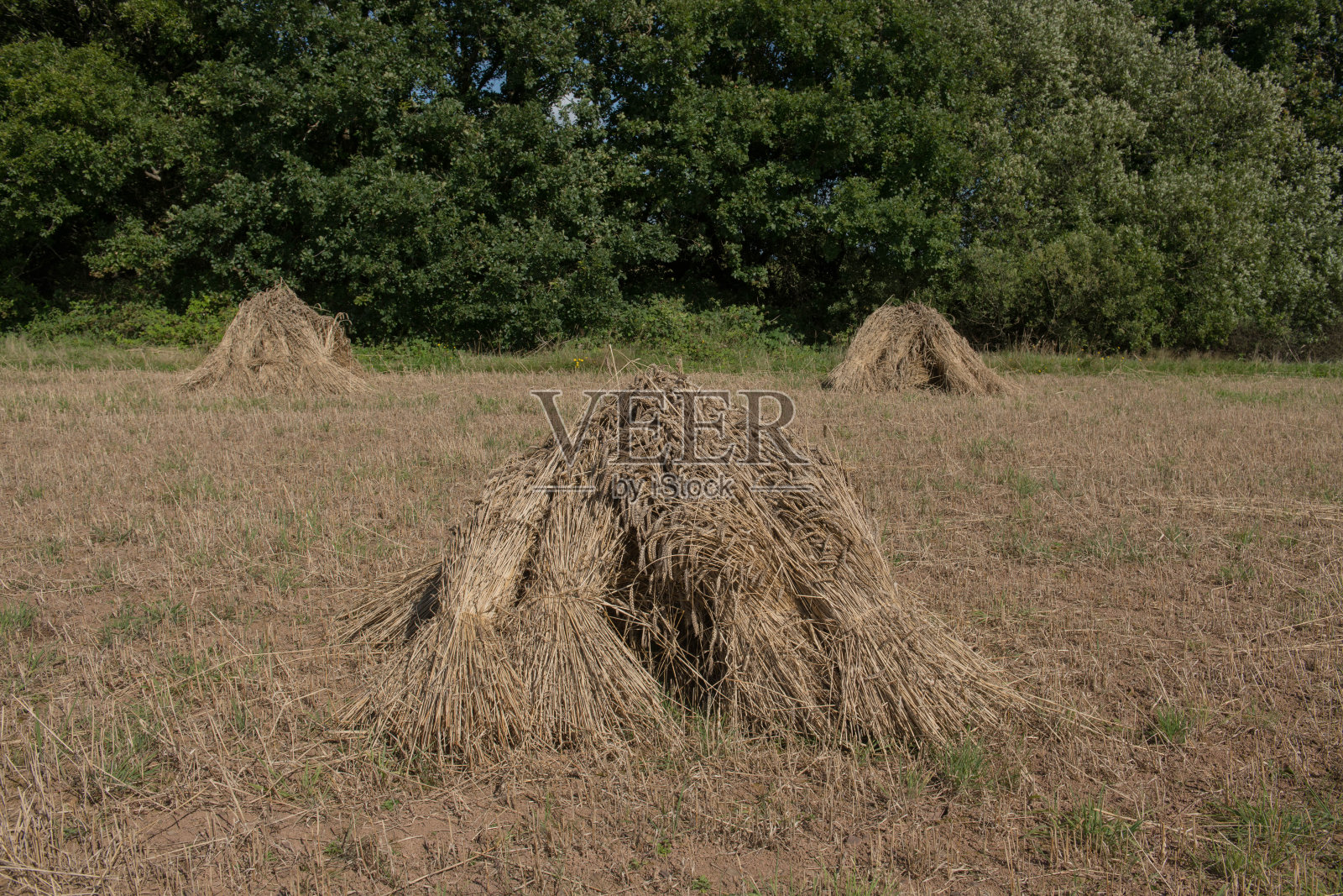 新鲜收获的小麦束或垛用于茅草屋顶干燥的田野在德文郡农村,英国,英国照片摄影图片