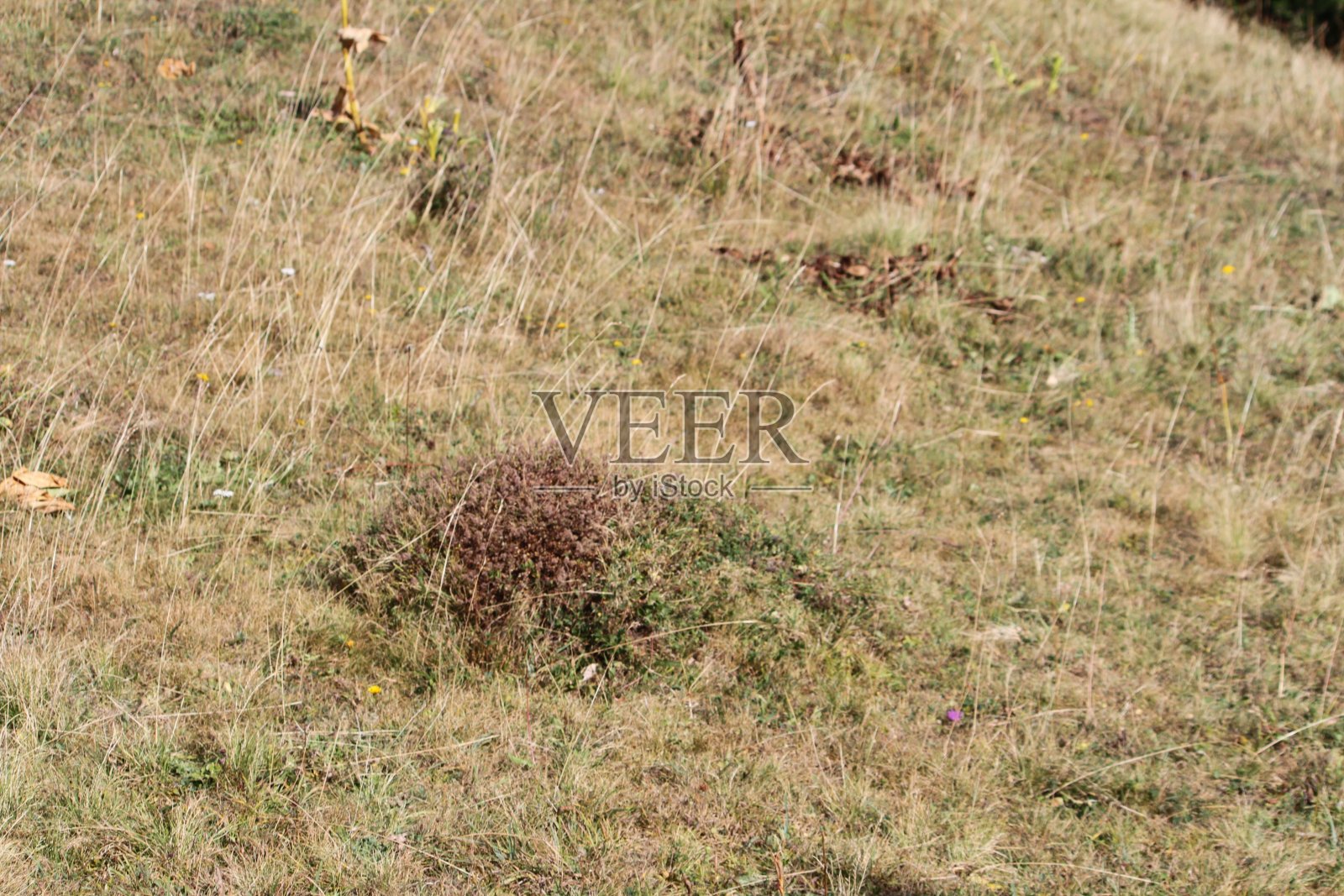 黄绿色的山照片摄影图片