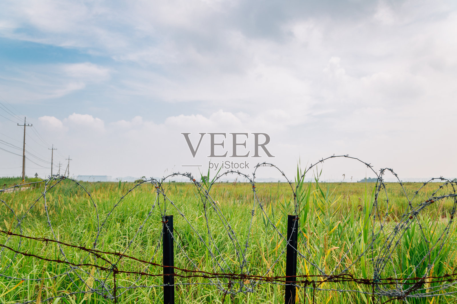 在韩国华城恐龙蛋化石遗址,绿色的芦苇越过铁丝网照片摄影图片