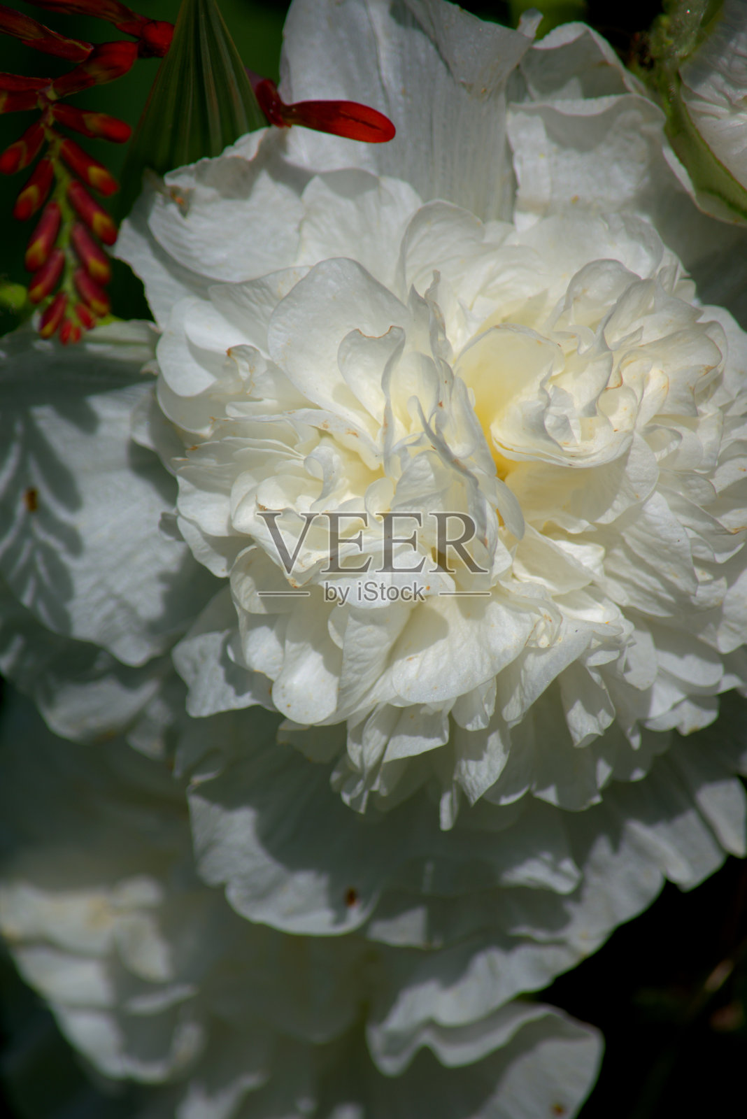 蜀葵或紫菜的开放花照片摄影图片