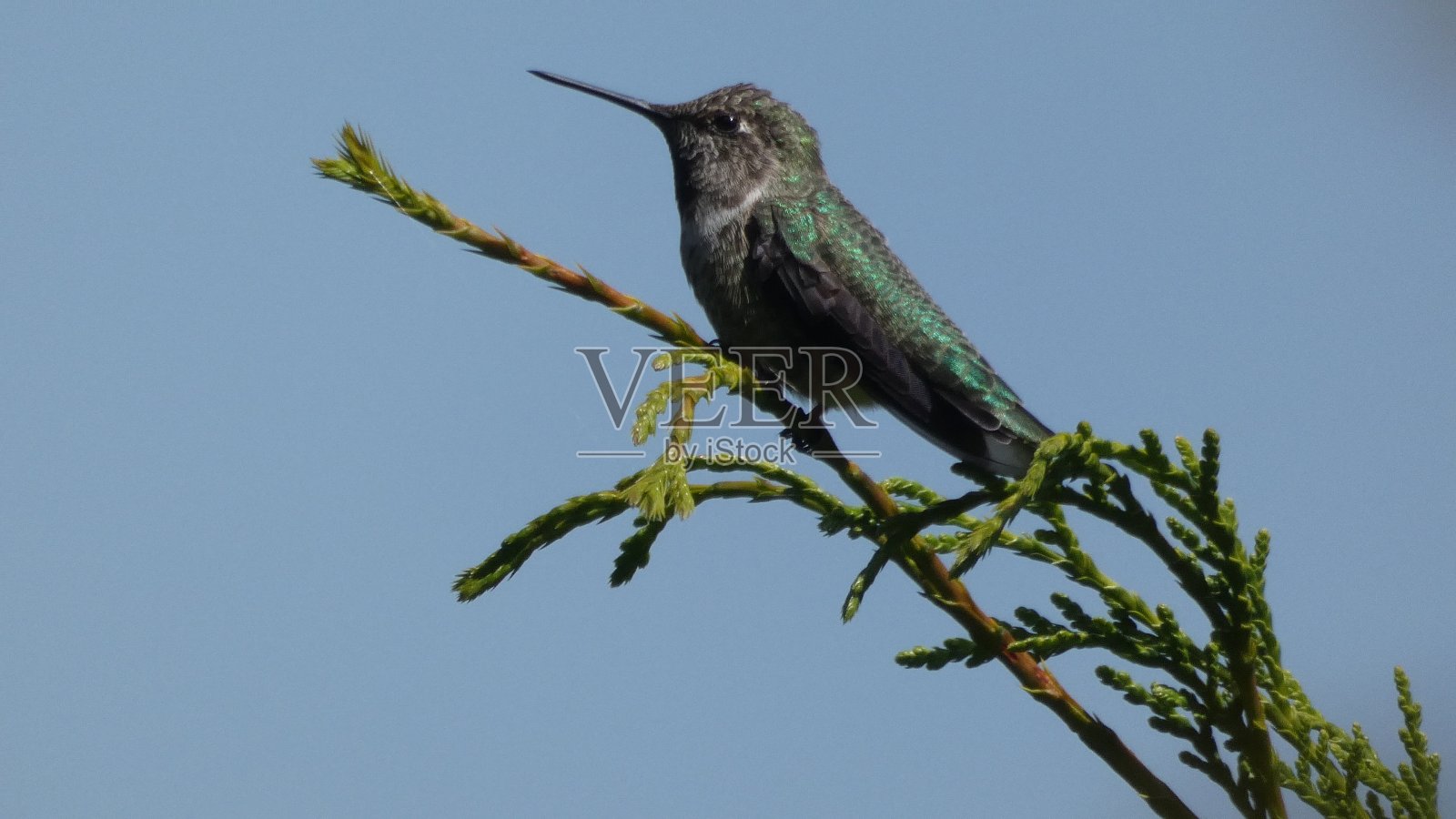 嗯照片摄影图片