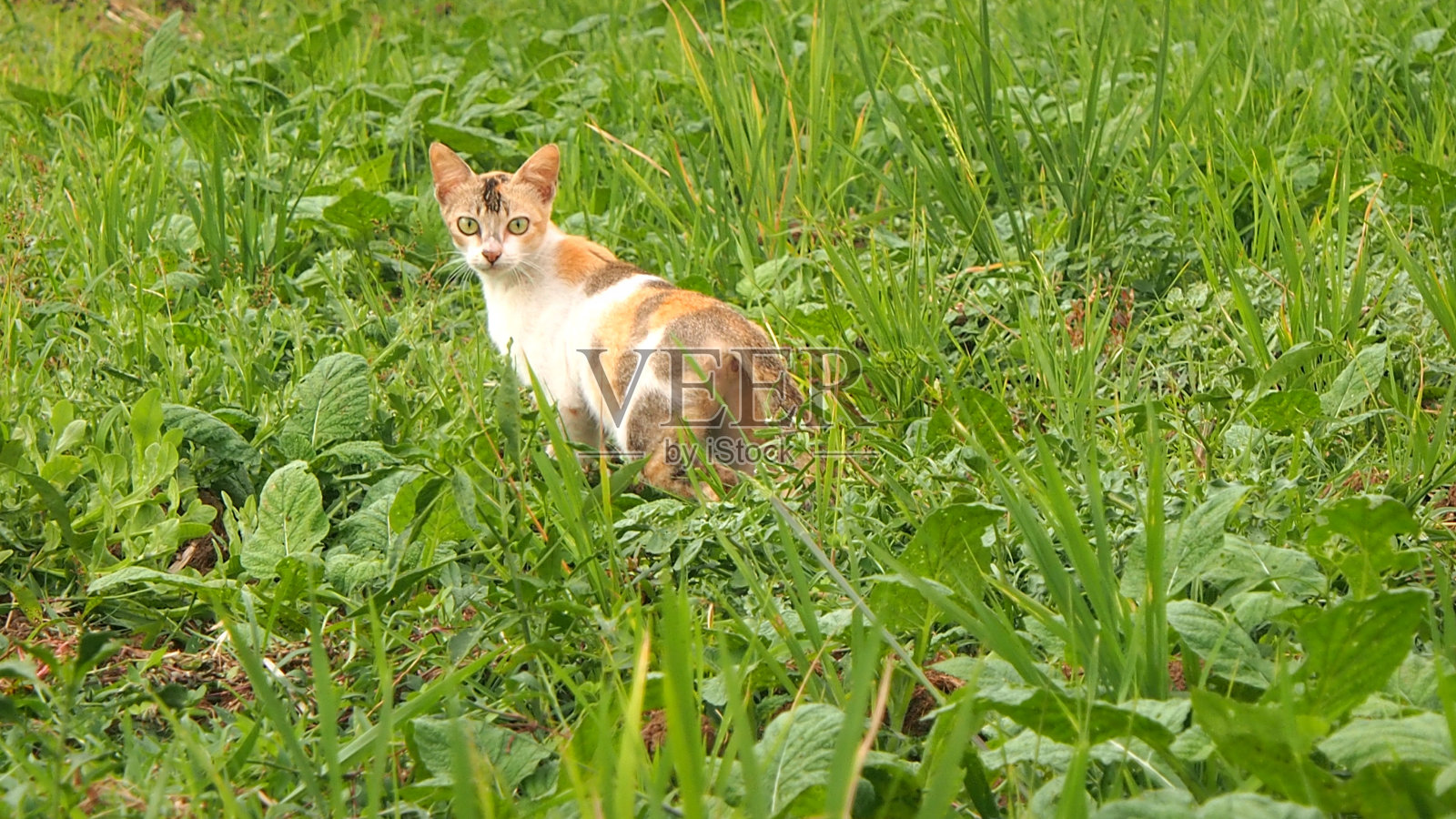猫在花园的自然照片摄影图片
