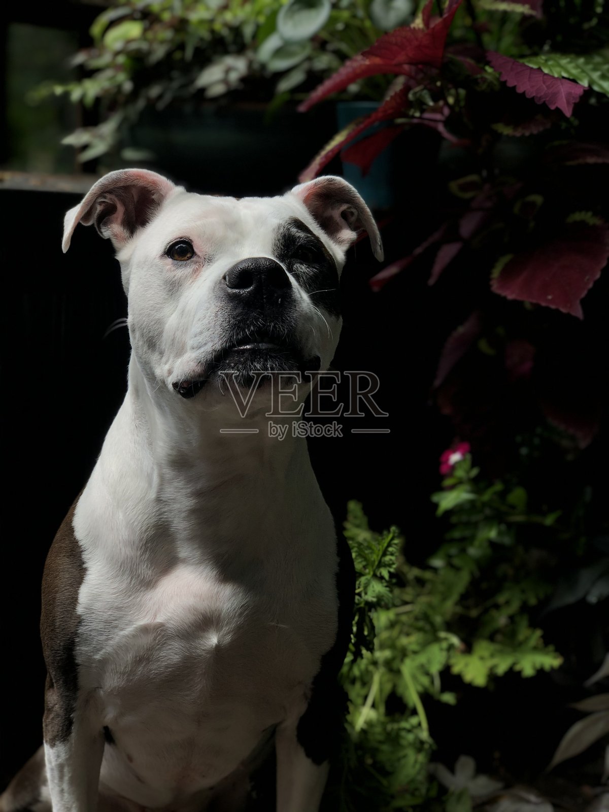 紫菜,植物的保护者照片摄影图片