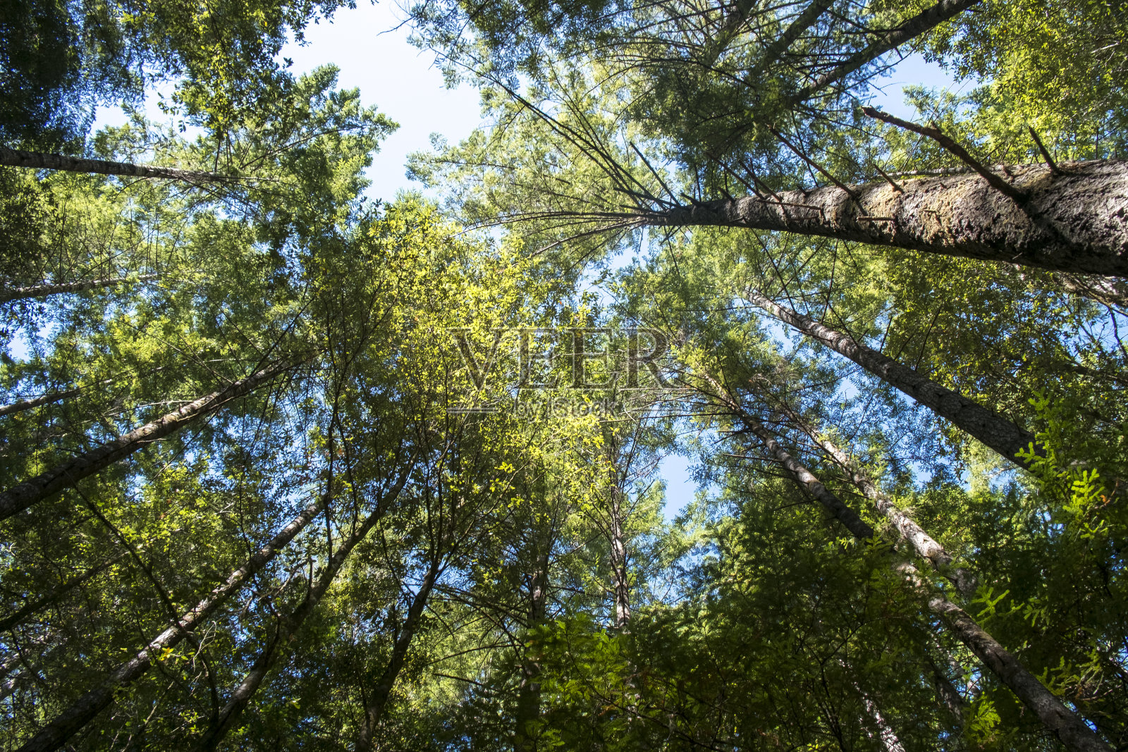 加州洪堡红杉州立公园照片摄影图片