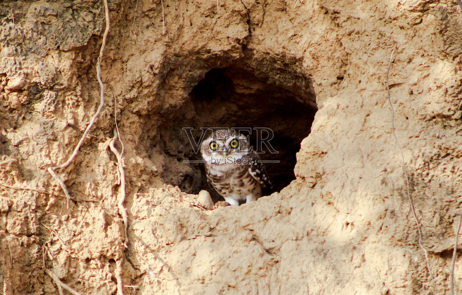 小猫头鹰照片摄影图片