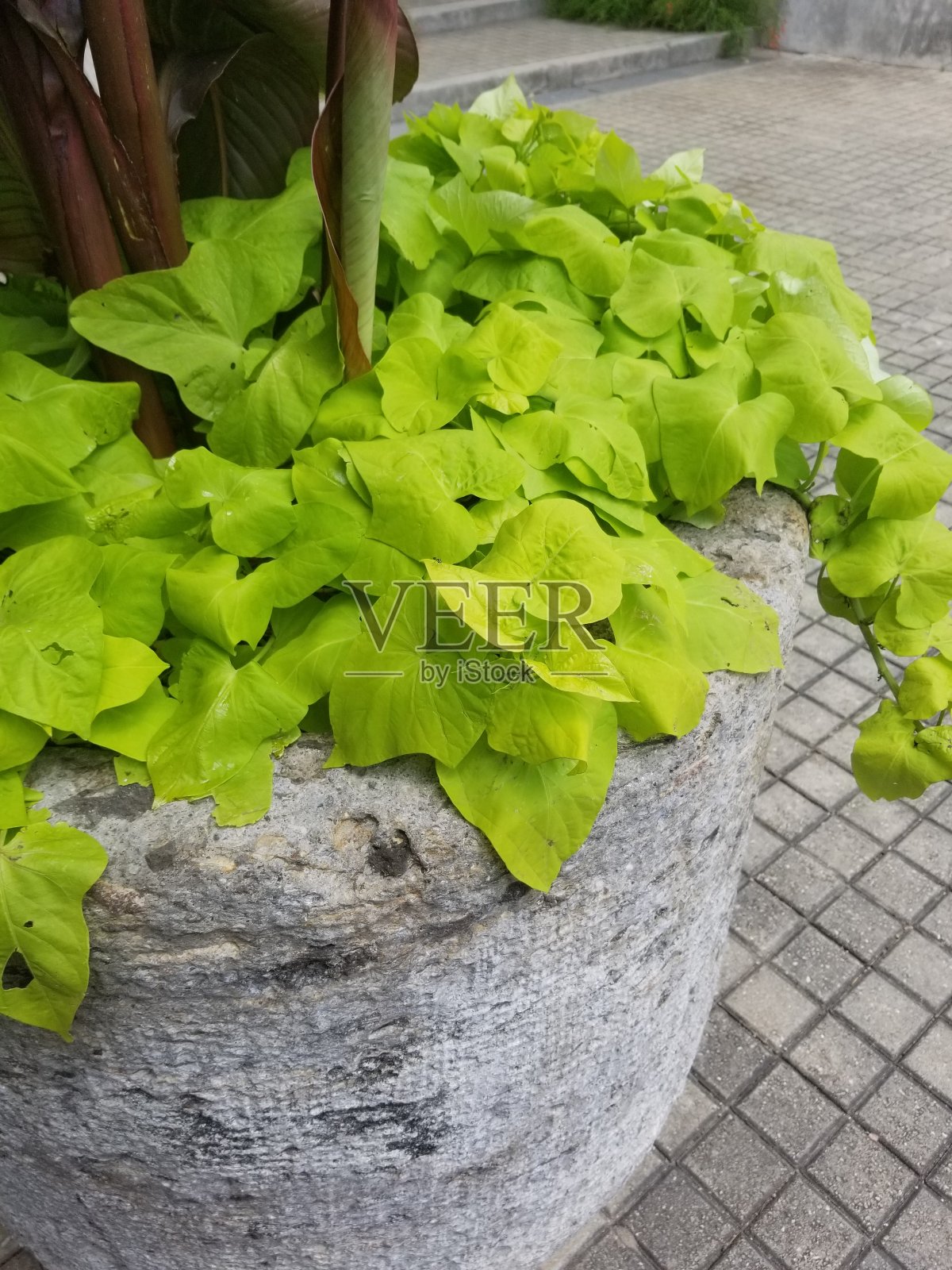 漂亮的绿色照片摄影图片