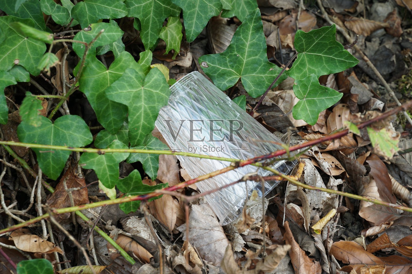 瑞士乌尔多夫村的绿草和常春藤叶子中的装饰塑料杯照片摄影图片