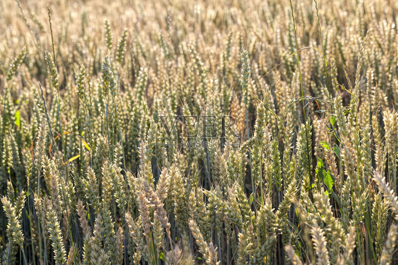 成熟发黄谷物照片摄影图片