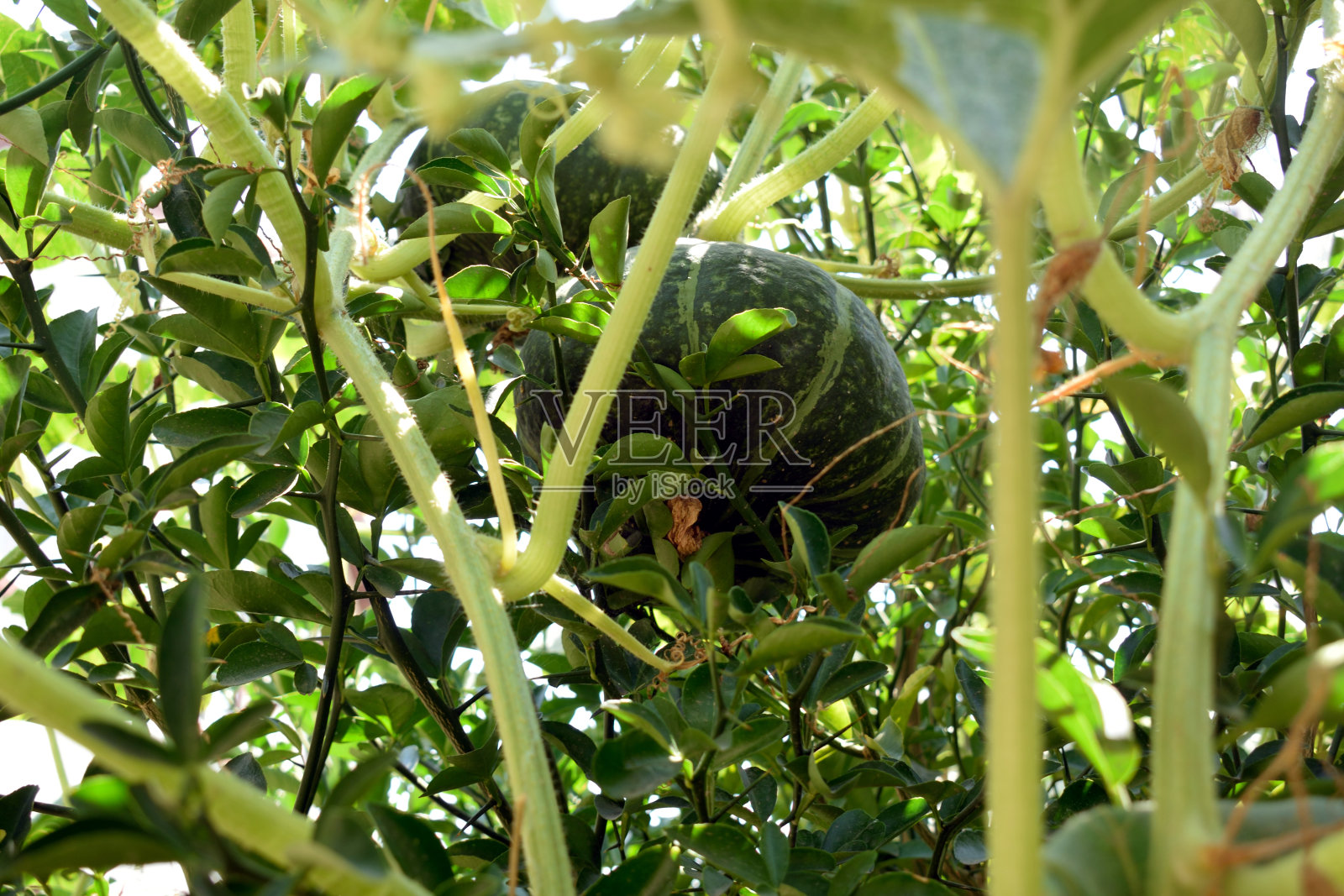 树枝间的一对南瓜照片摄影图片