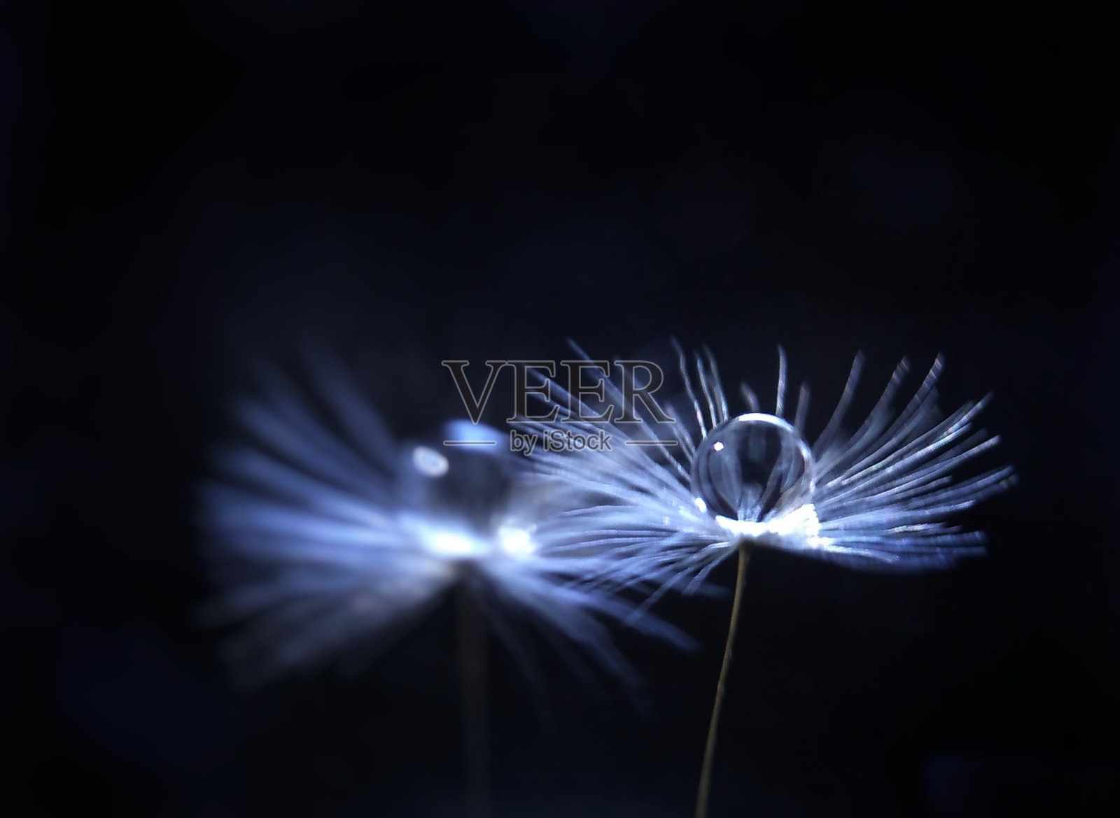 水滴ini蒲公英种子照片摄影图片