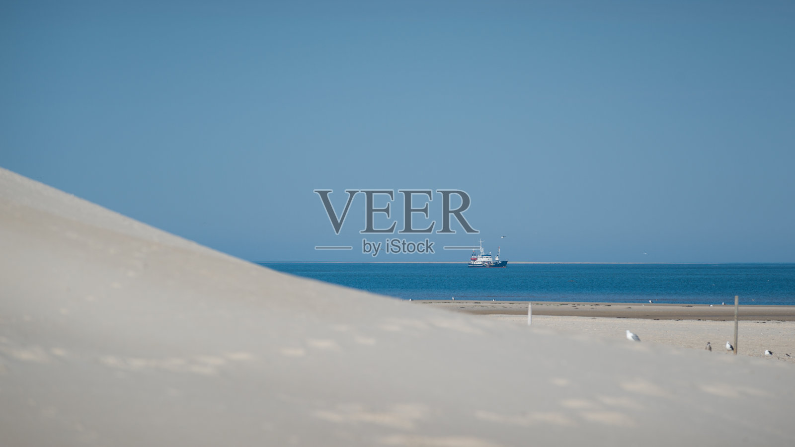 海鸥北海照片摄影图片