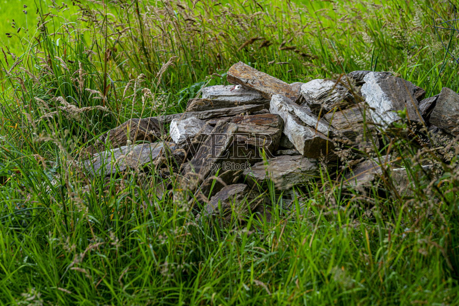 在康沃尔照片摄影图片