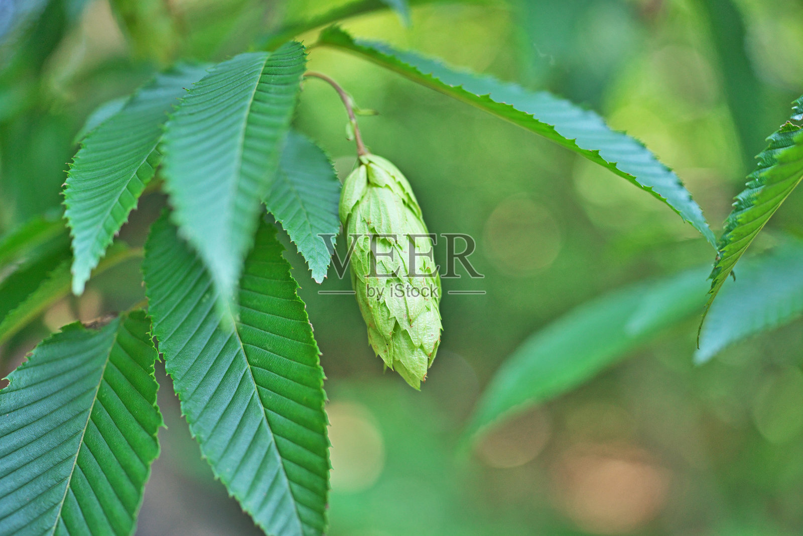 日本鹅耳枥照片摄影图片