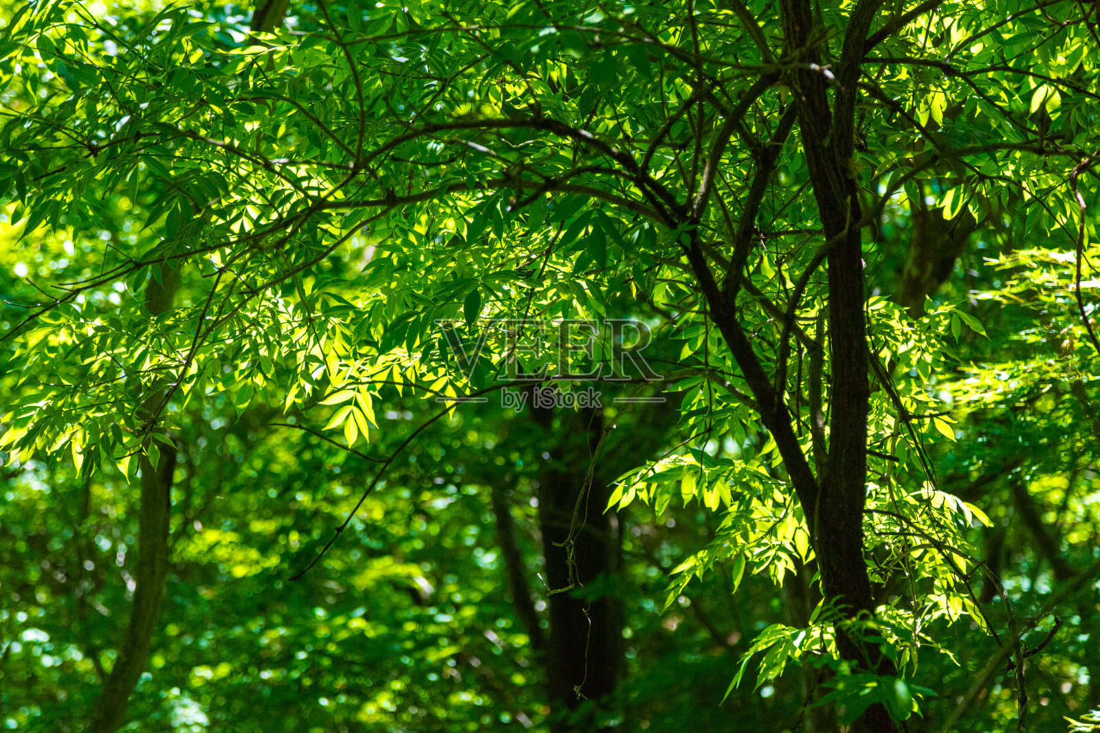 日本森林照片摄影图片