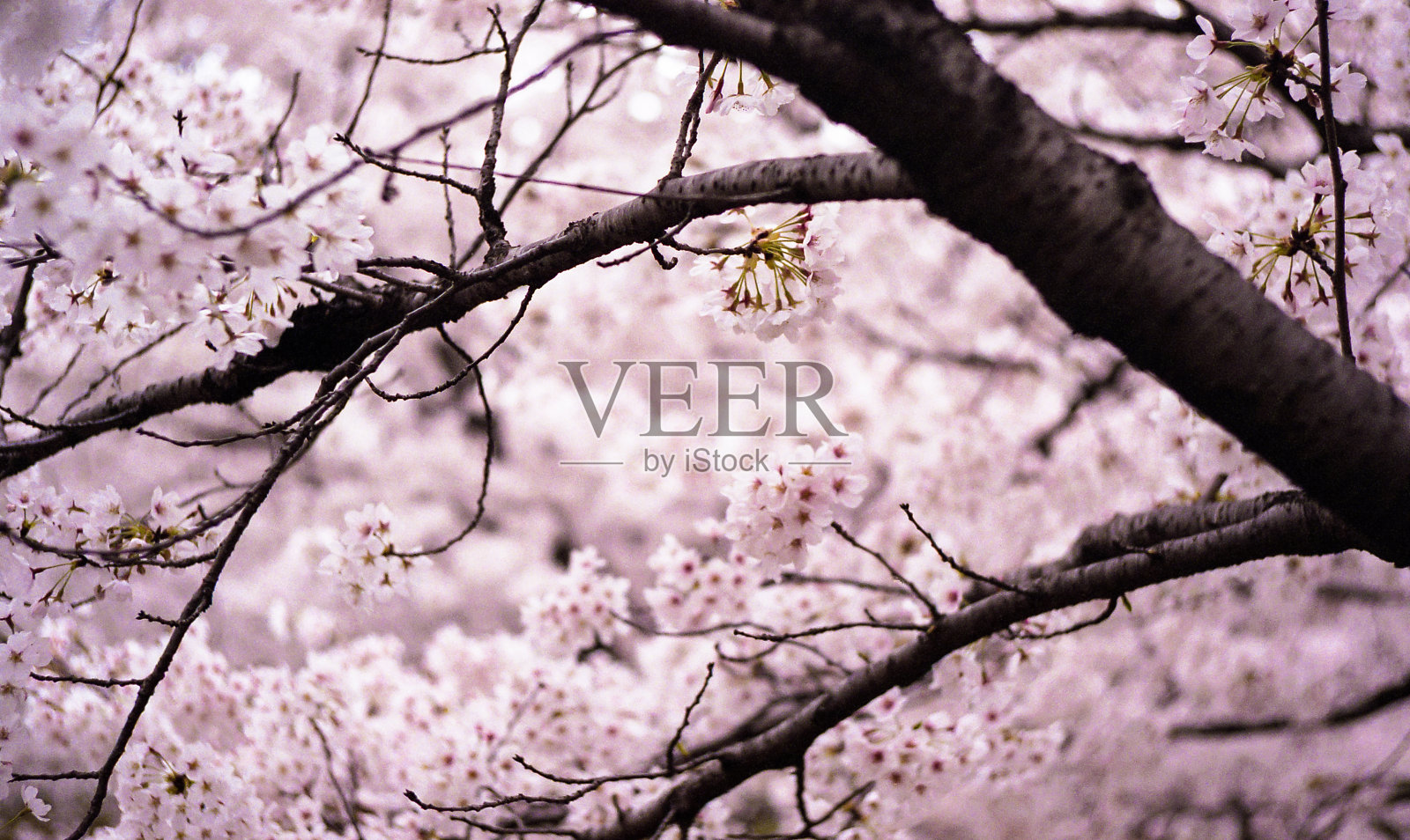 四月的樱花照片摄影图片