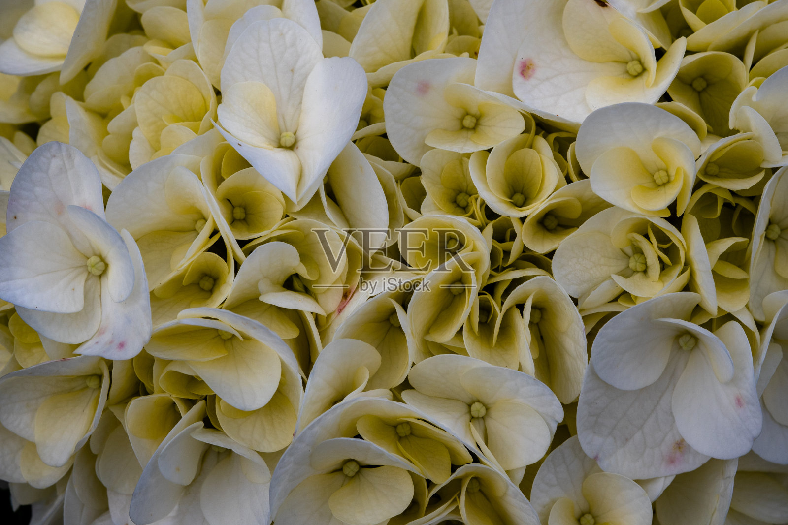 微距摄影的白色和淡蓝色绣球花花瓣与红色斑点。自然抽象背景。绣球花Macrophylla。照片摄影图片