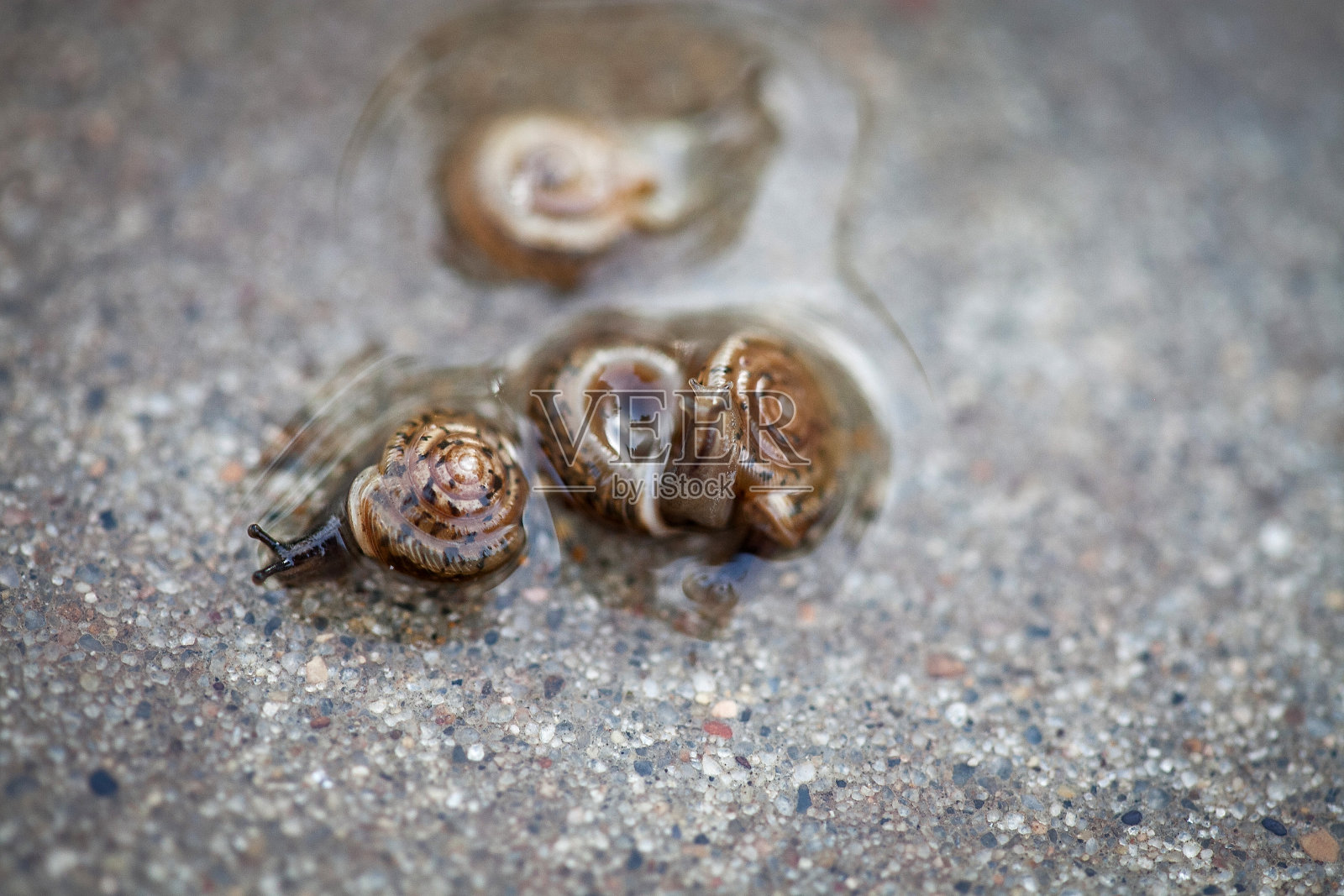 清晨的雨后小蜗牛聚集在一起。照片摄影图片