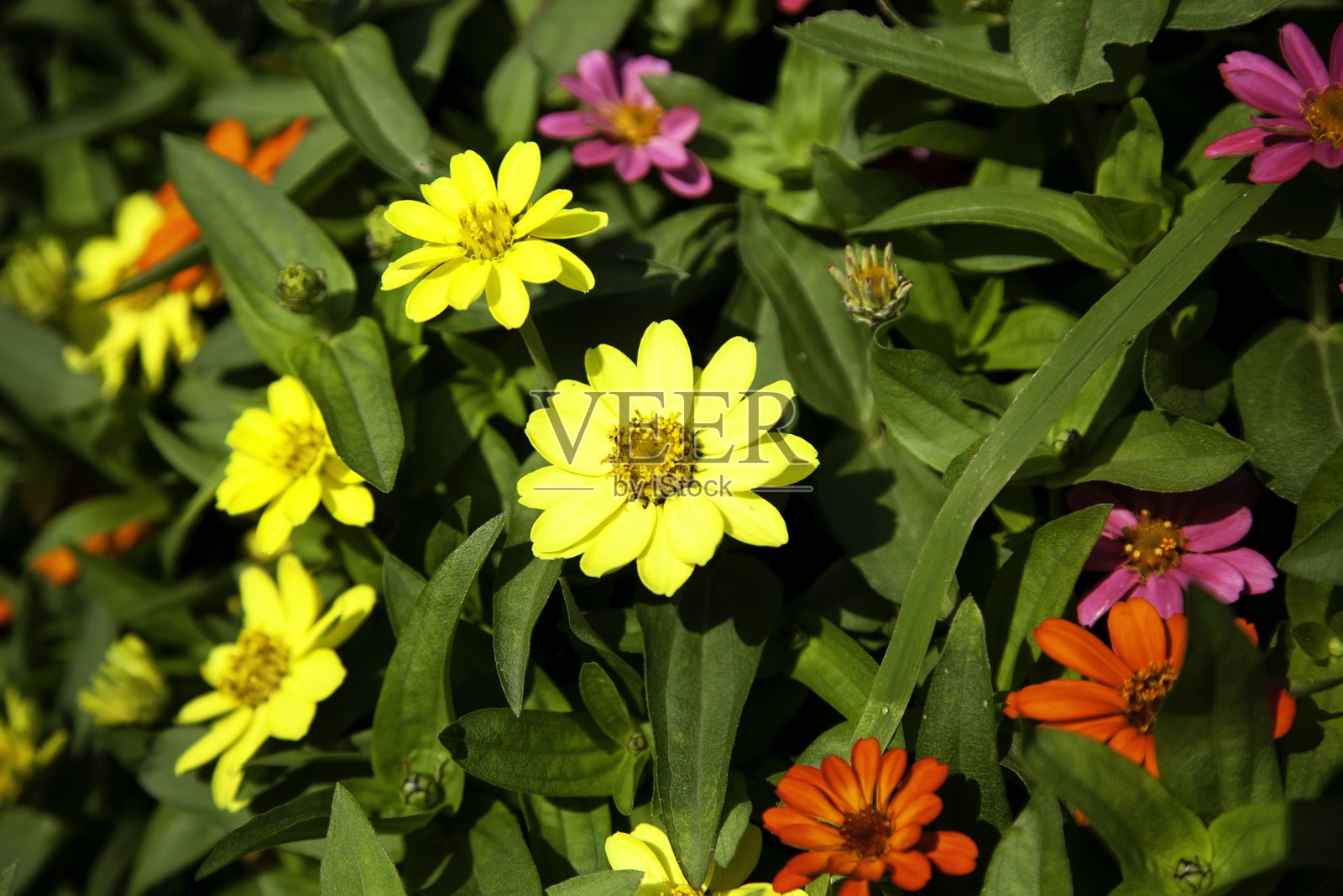 雏菊在花园照片摄影图片