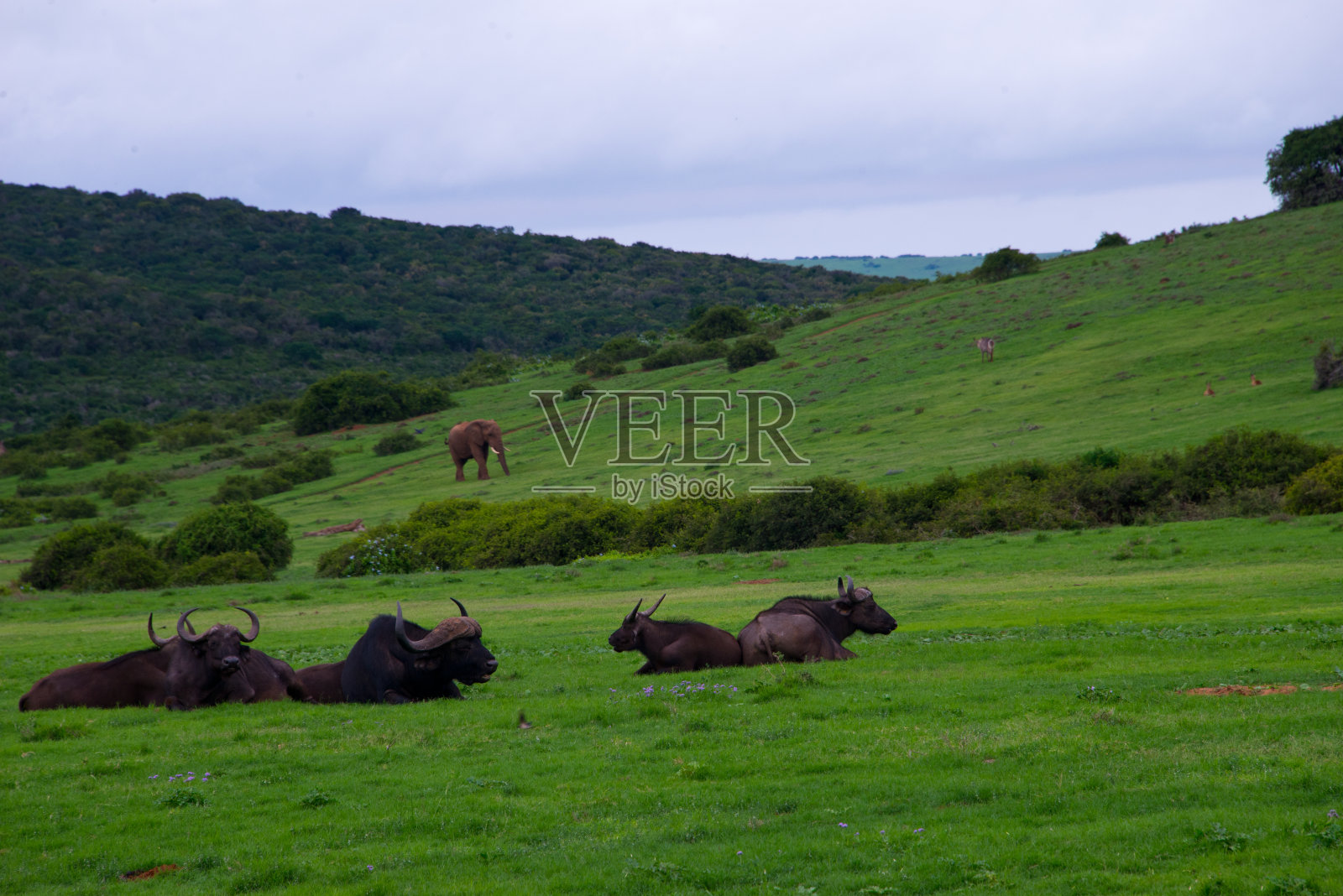 私人野生动物保护区的非洲水牛照片摄影图片