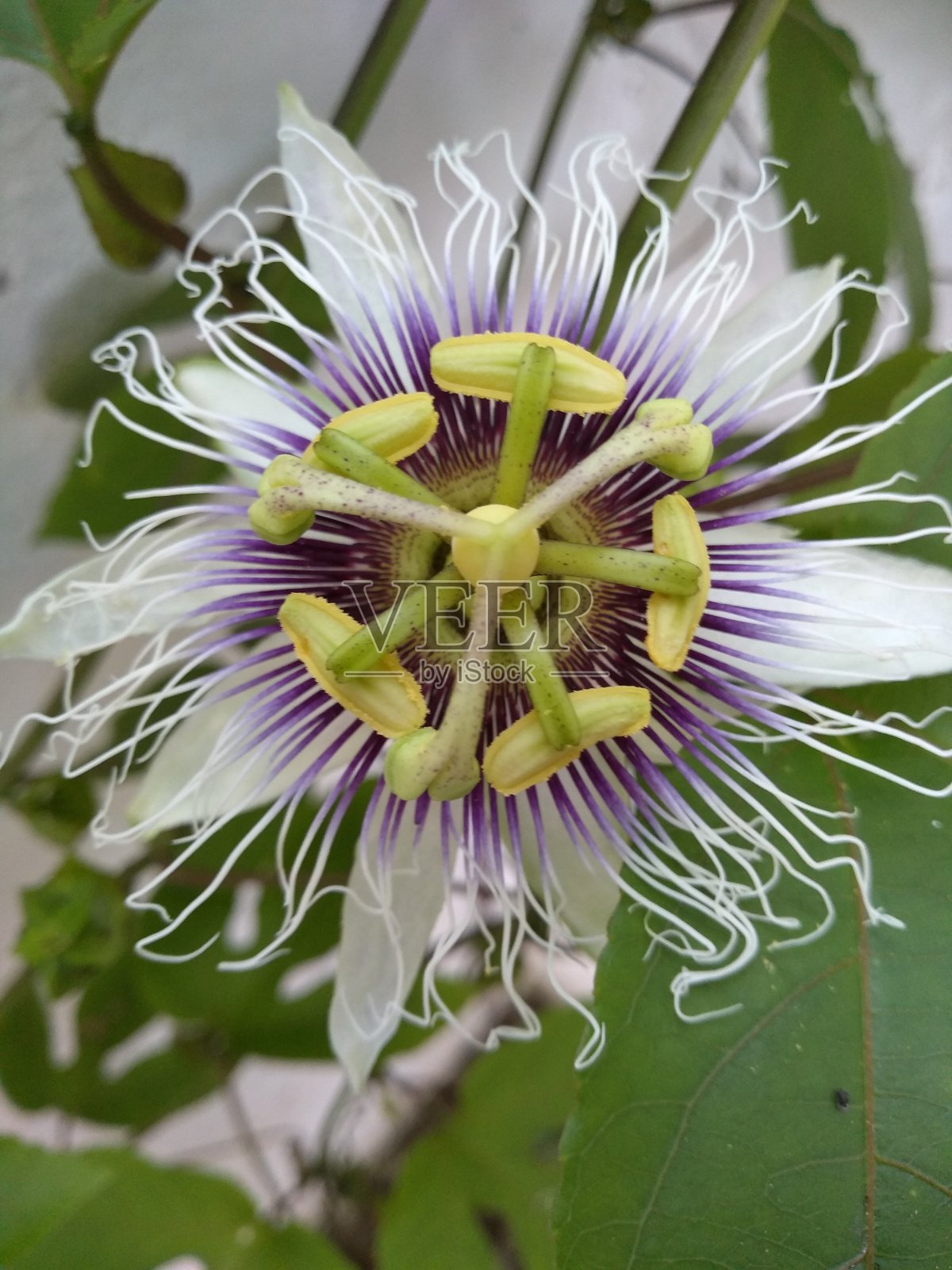 西番莲照片摄影图片