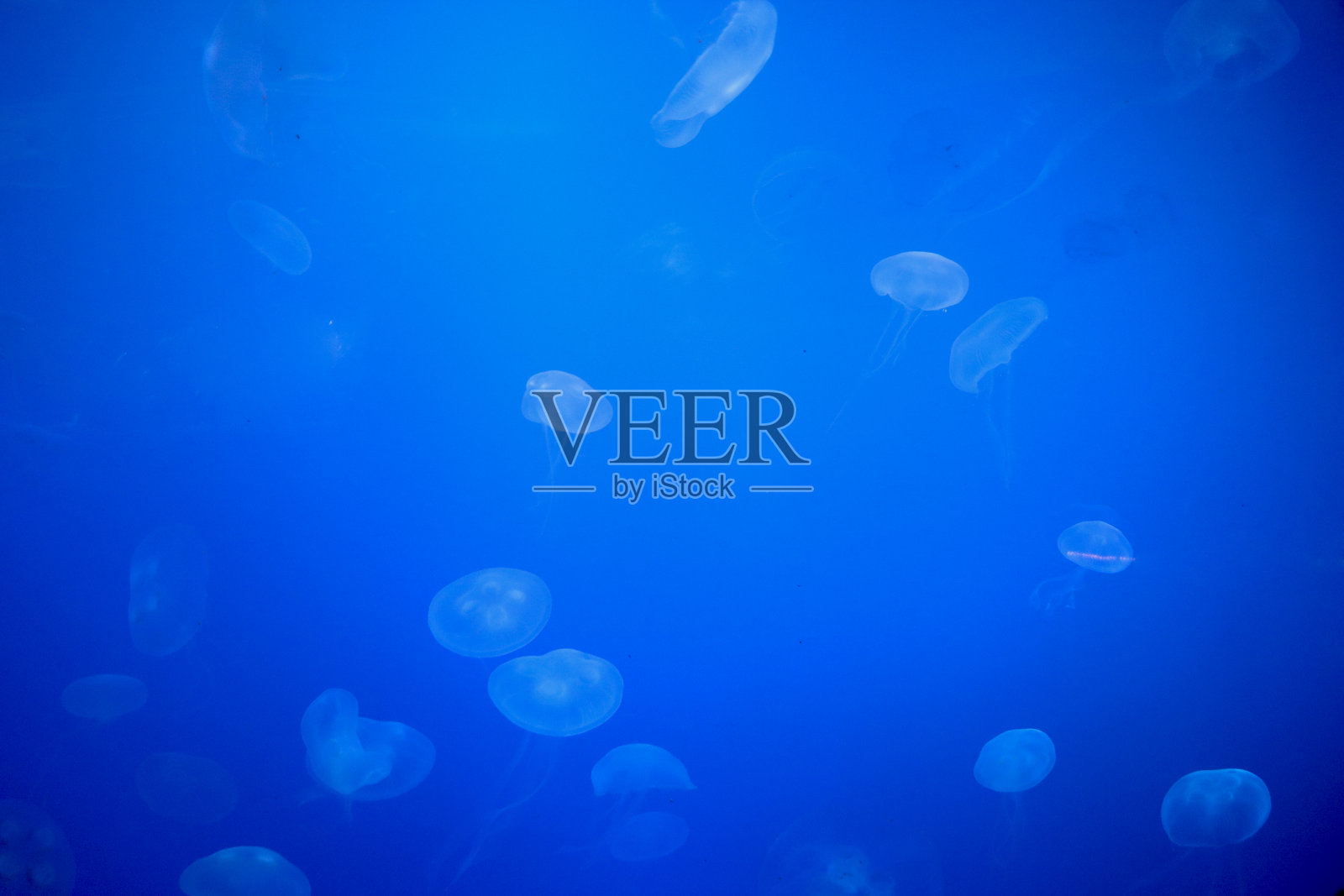 月亮水母照片摄影图片