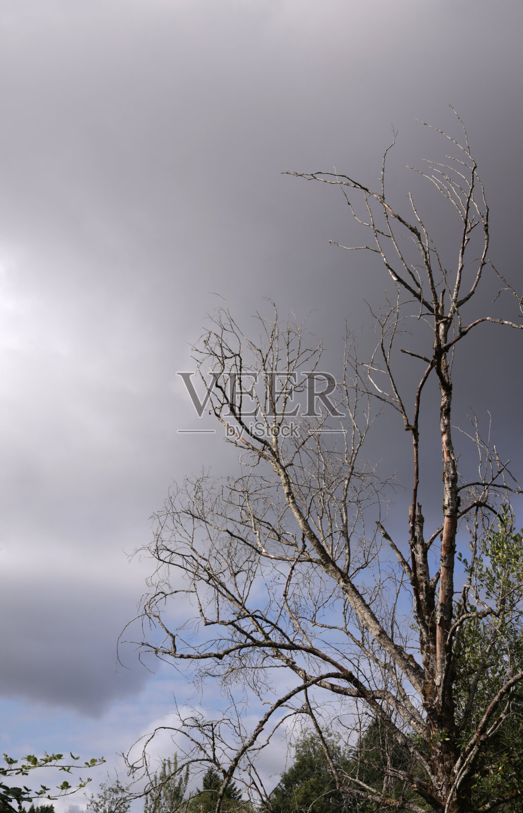 夏天穆迪天空下的光秃秃的树照片摄影图片