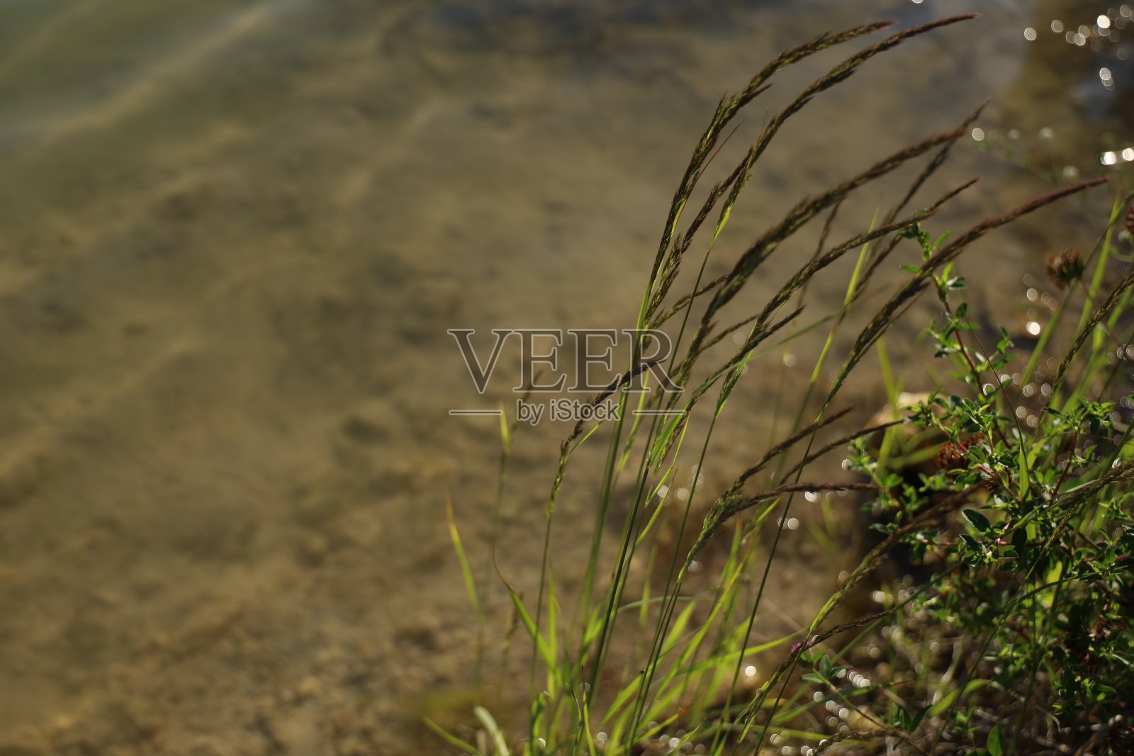 湖水表面有植物照片摄影图片