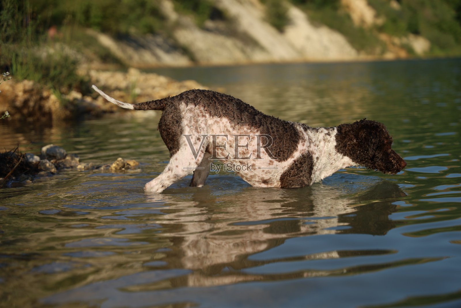 一只母狗在湖里游泳照片摄影图片