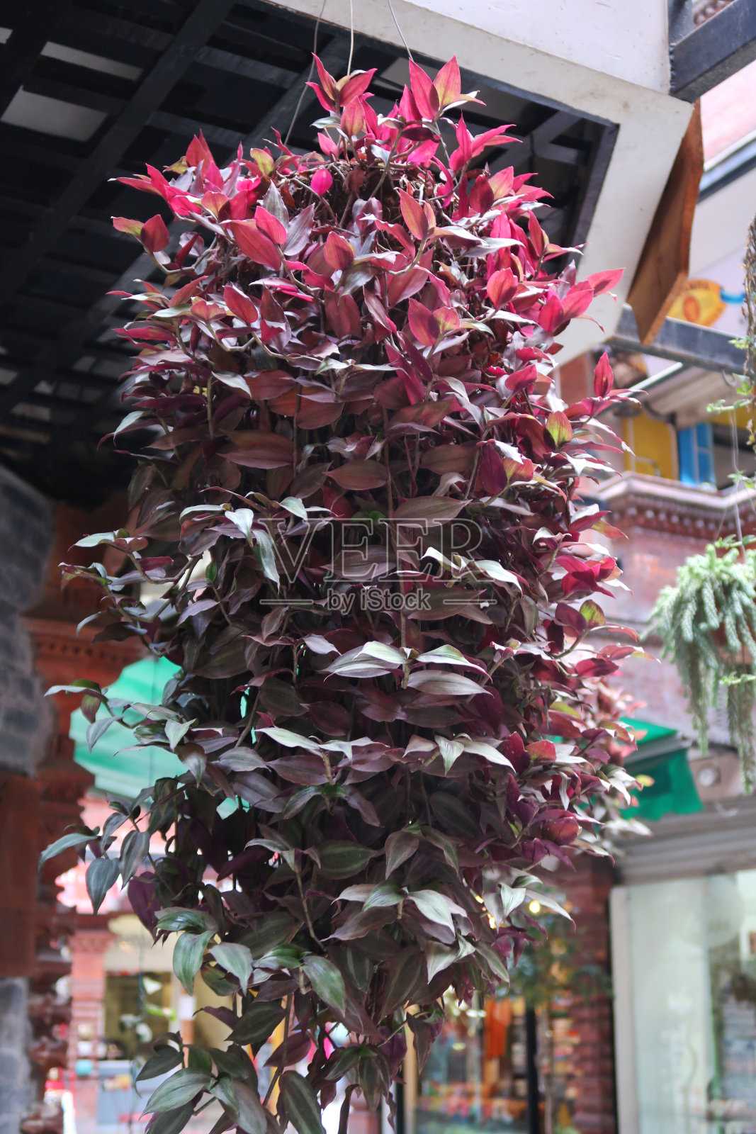 在阳光明媚的花园中,挂篮中生长着蔓生植物,注重前景,节省空间的园艺理念照片摄影图片