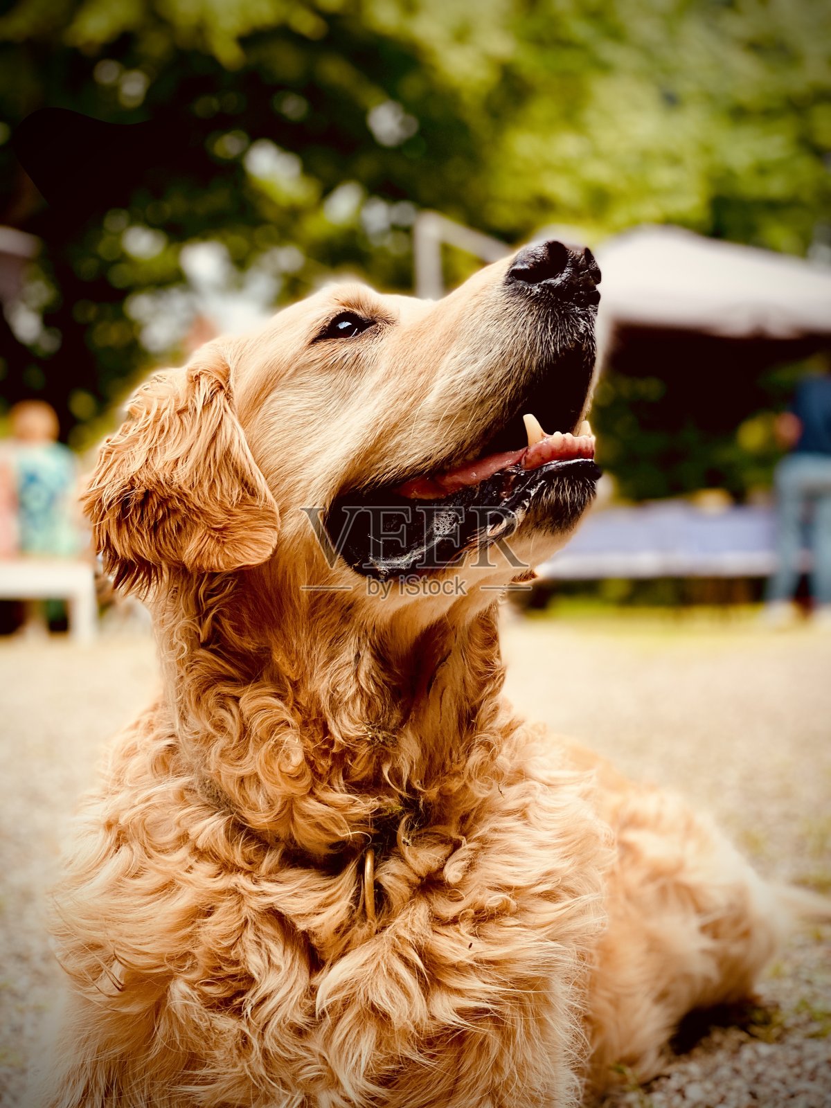金狗热天照片摄影图片