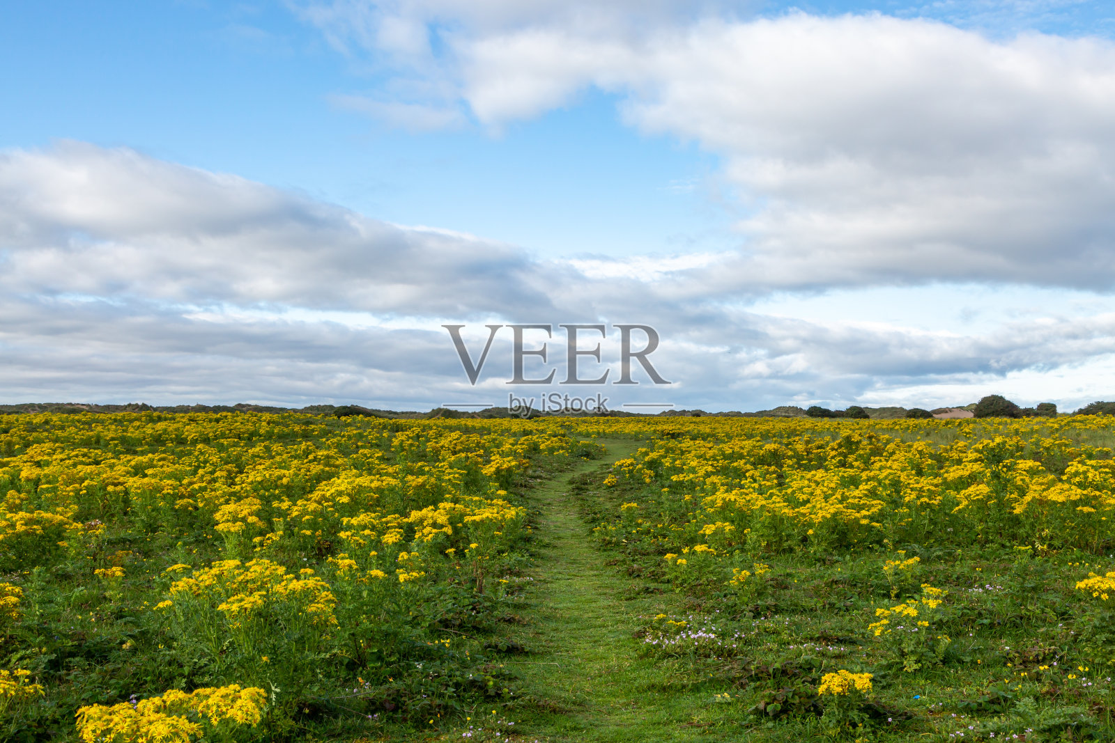 豚草花的草地照片摄影图片