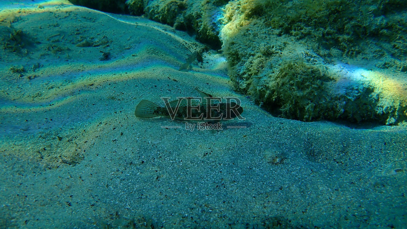 海下黑鰕虎鱼(尼日尔戈比斯),爱琴海,希腊,哈尔基迪基照片摄影图片