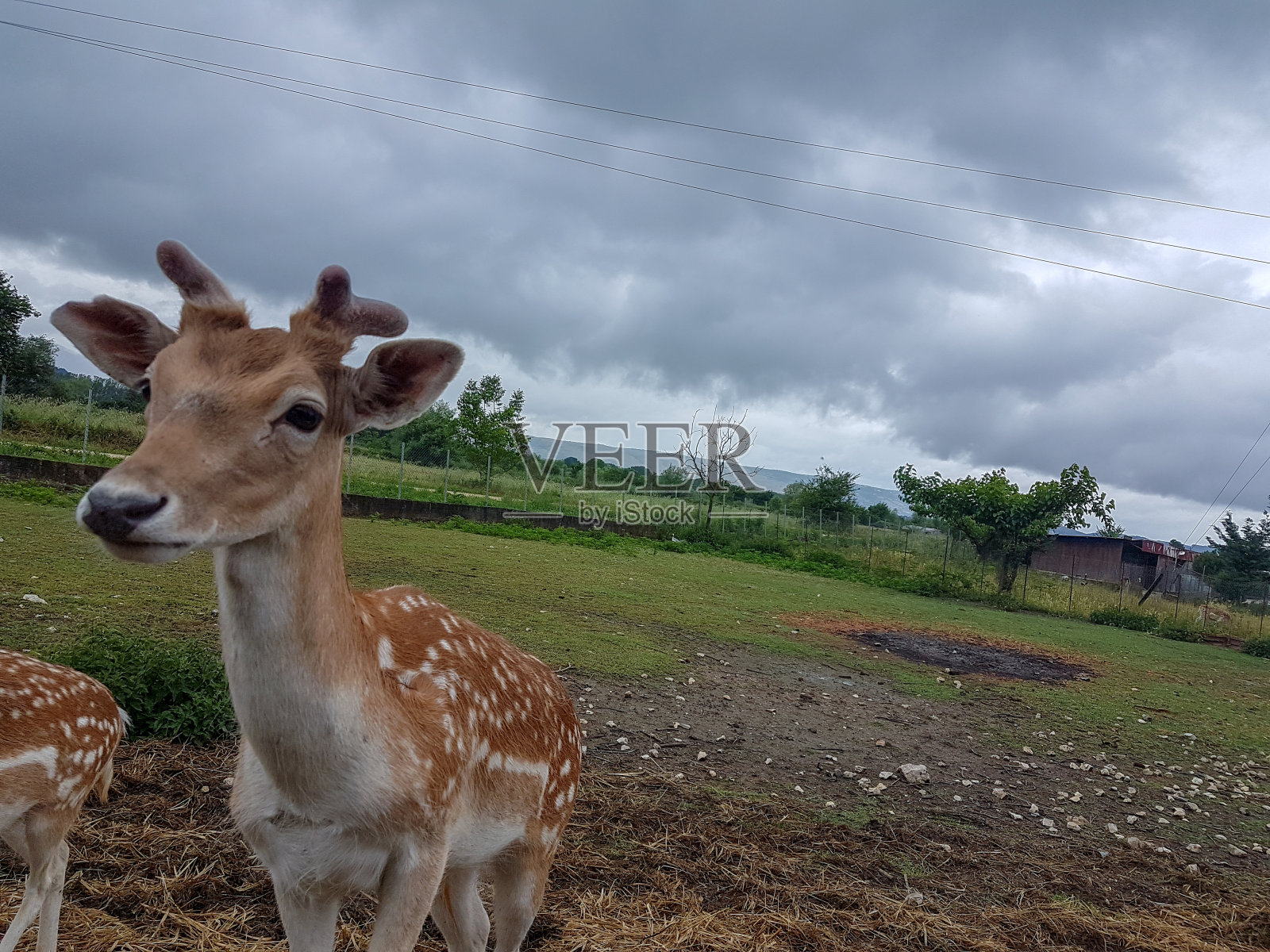 小鹿近距离站在草地上照片摄影图片