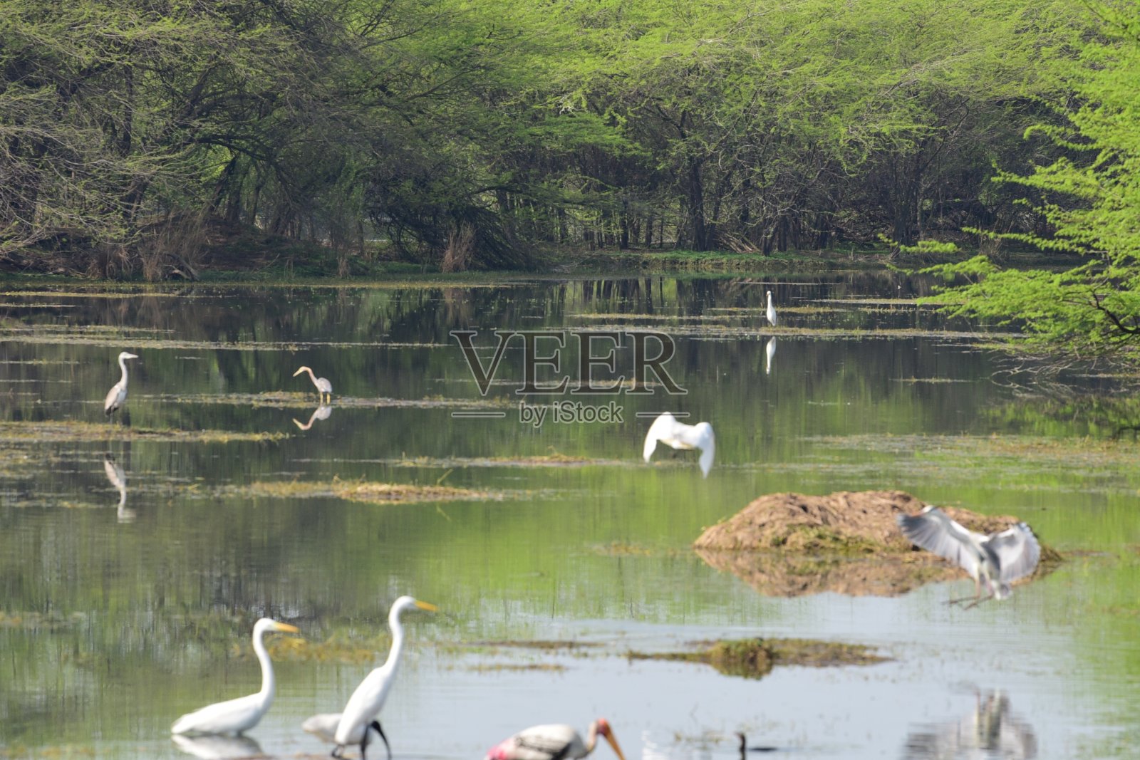 鸟类庇护所和鸟类观察者照片摄影图片