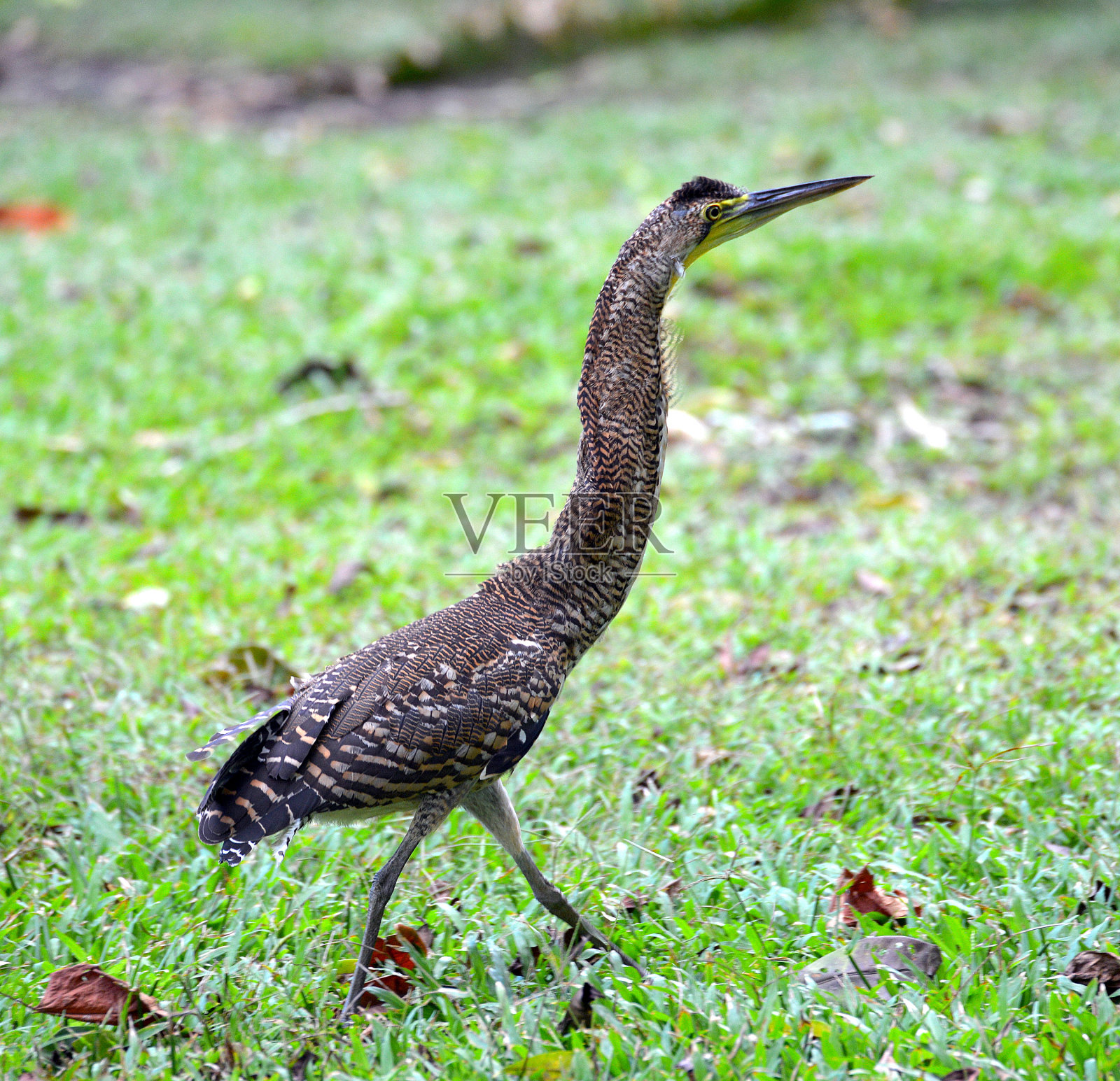 Bare-throated老虎鹭照片摄影图片