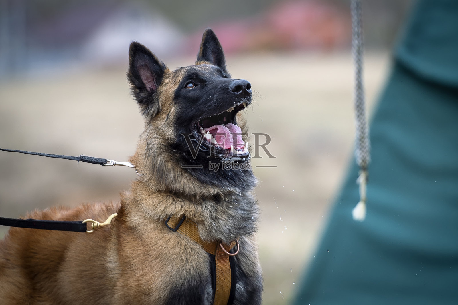 长发马里努阿犬照片摄影图片