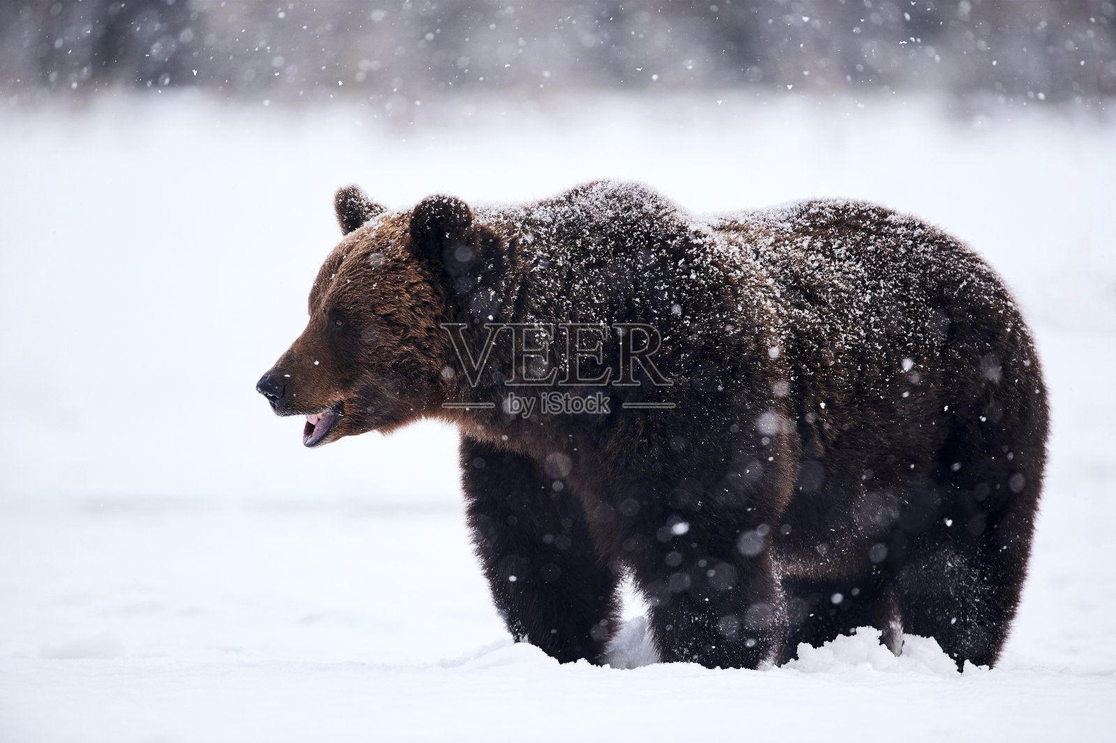 棕熊在雪地里行走照片摄影图片