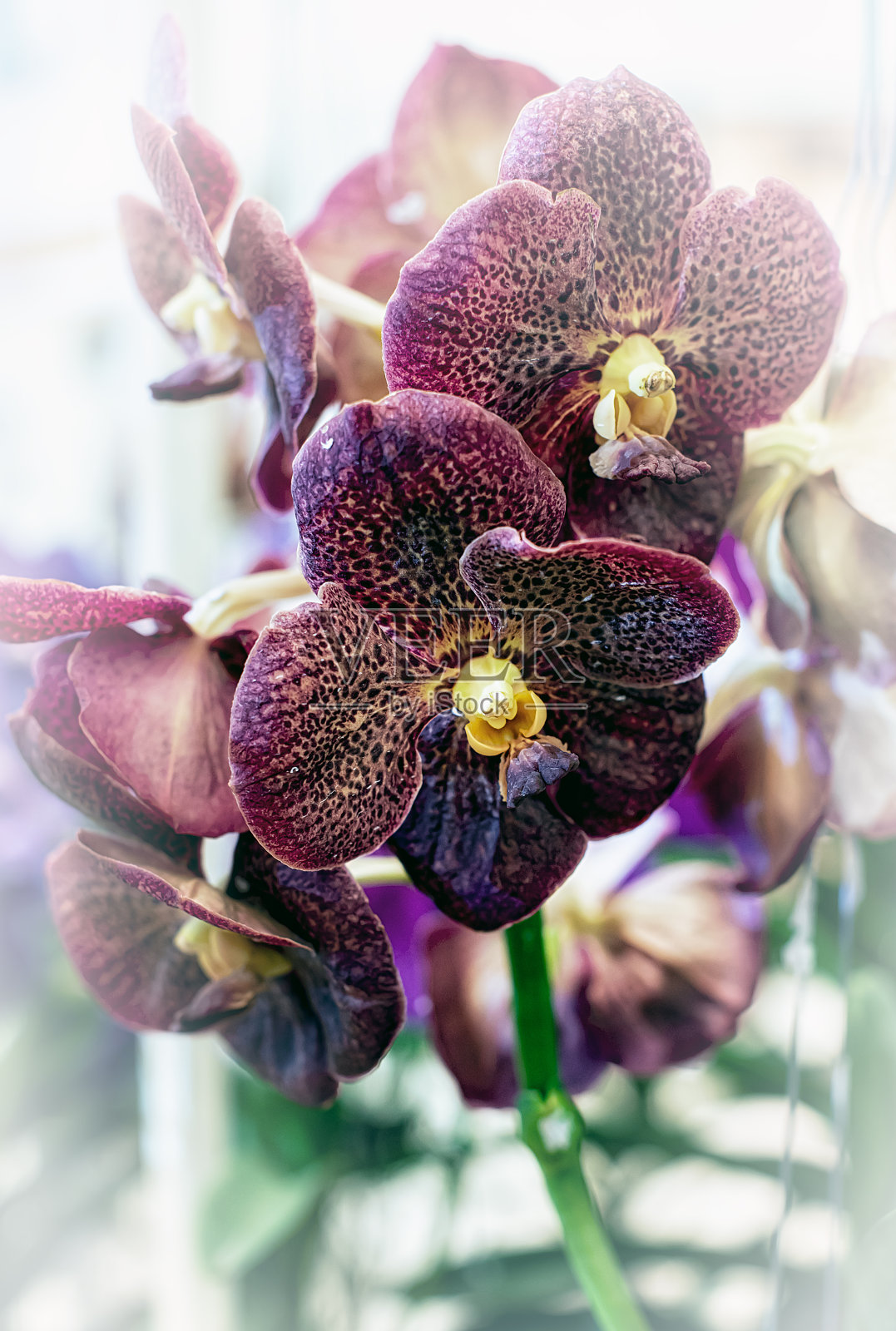 泰国的万达兰花照片摄影图片