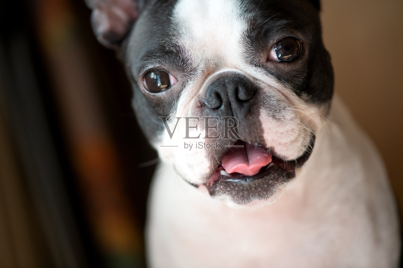 特写的一个有趣和快乐的波士顿梗狗。照片摄影图片