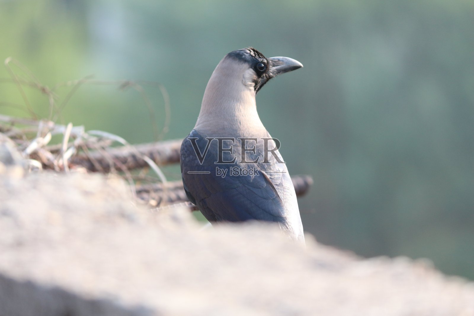 房子乌鸦照片摄影图片